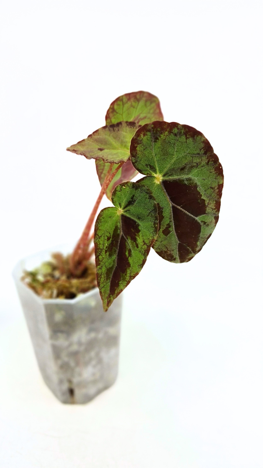 Rare Begonia Burkillii Green form available for sale at rare plant shop The Leaf Gallery in Perth, Western Australia
