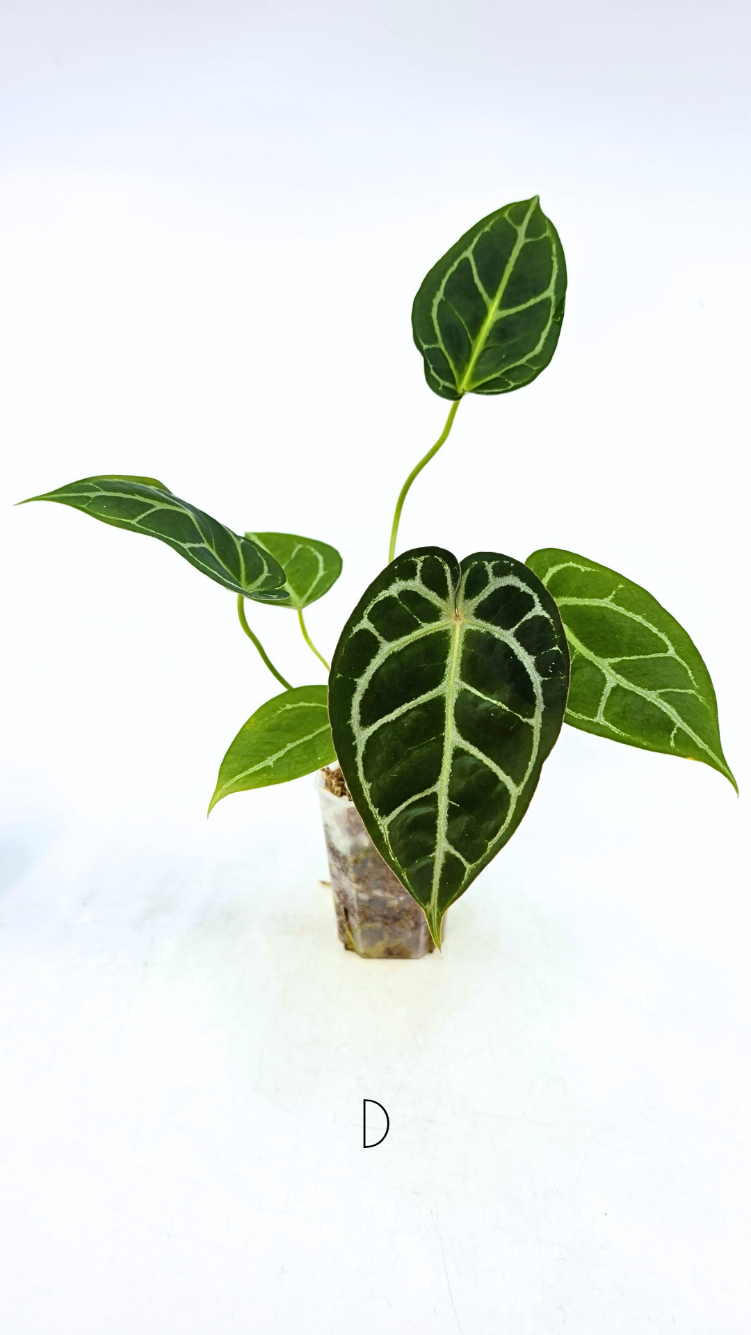 Rare anthurium hybrid Anthurium Dark Forgetii x Bessae Aff X Anthurium Michelle by The Leaf Gallery in Perth, Western Australia