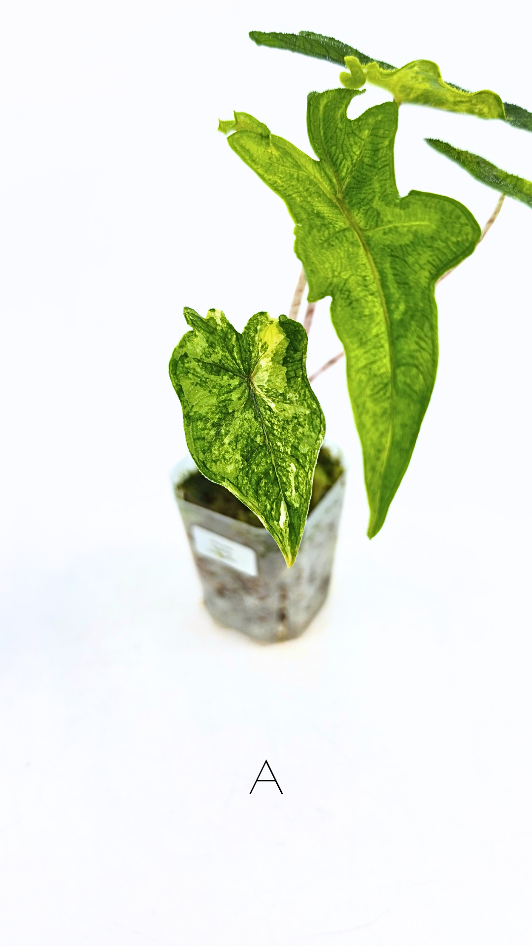 Rare indoor plant Alocasia Jacklyn Variegated available for sale at rare house plant shop The Leaf Gallery in Perth, Western Australia.