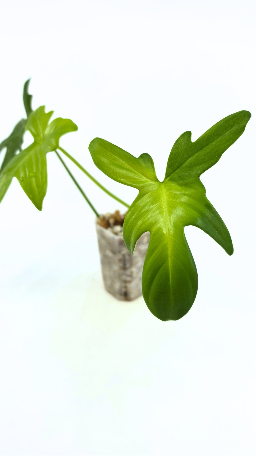 Uncommon indoor plant Philodendron Pedatum Ghost available for sale at rare indoor plant shop The Leaf Gallery in Perth, Western Australia