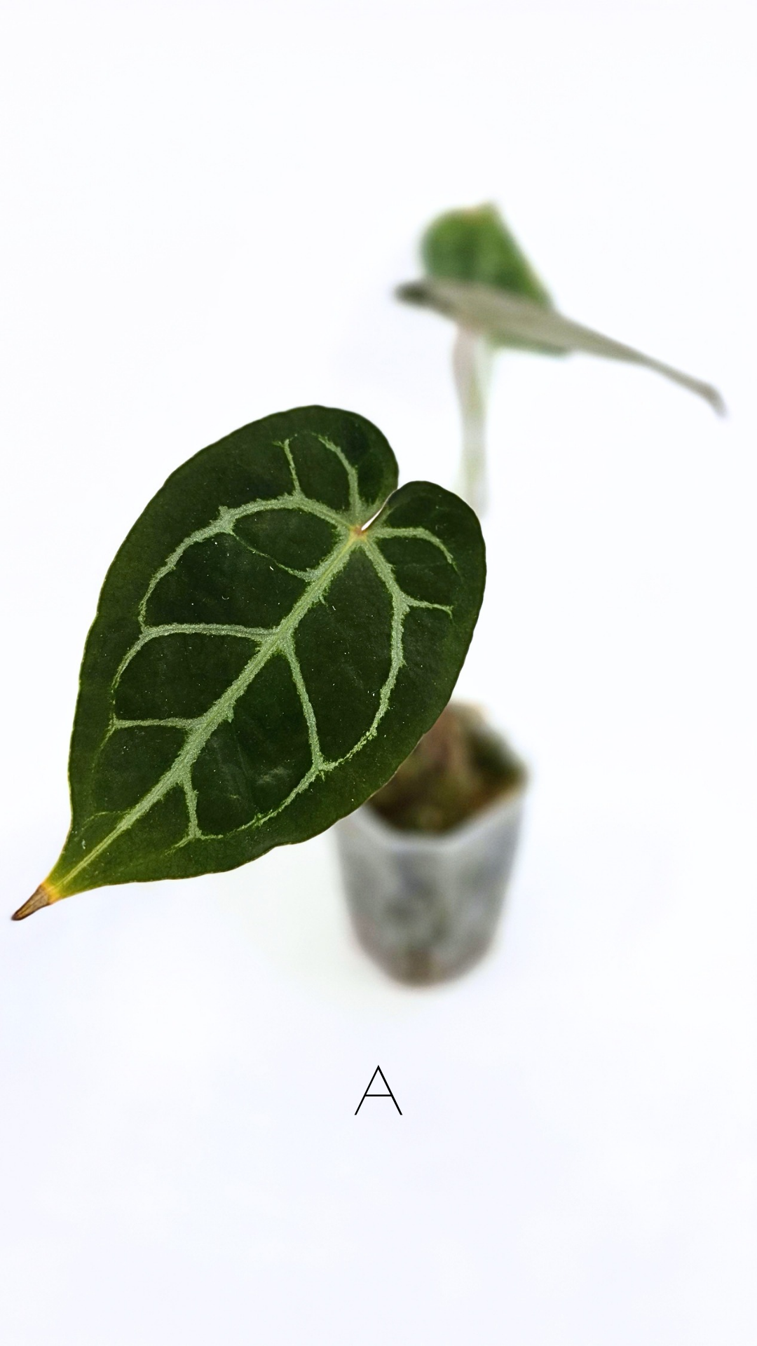 Rare anthurium hybrid Anthurium Dark Forgetii x Bessae Aff X Anthurium Michelle by The Leaf Gallery in Perth, Western Australia
