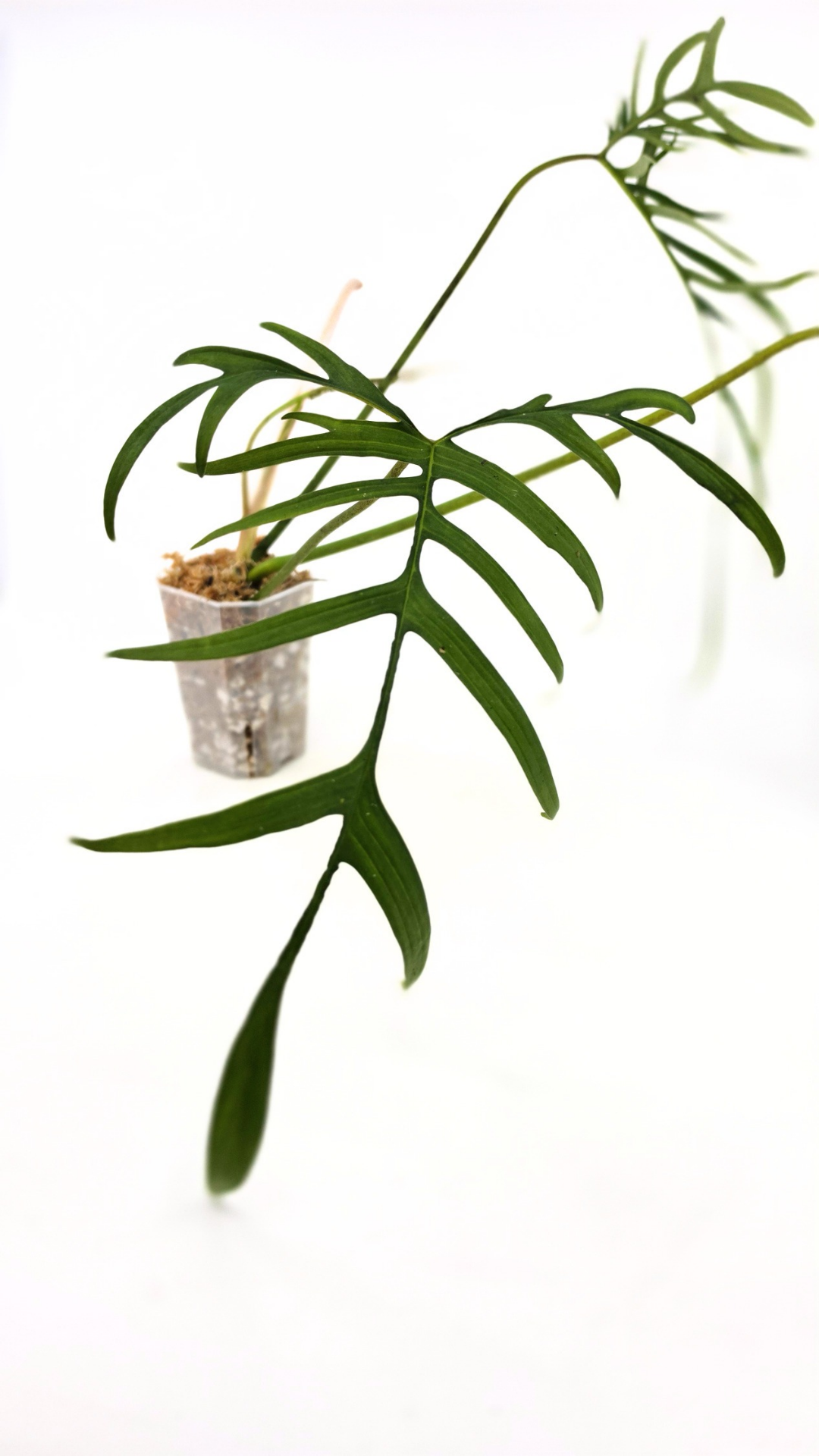 Rare indoor plant Philodendron Polypodioides available for sale at rare house plant shop The Leaf Gallery in Perth, Western Australia
