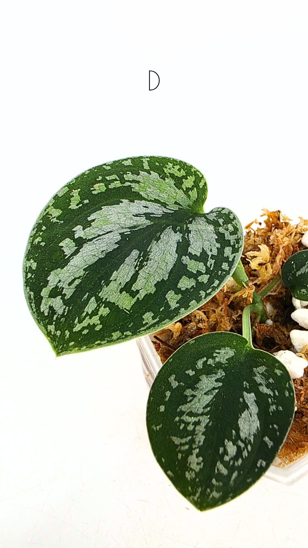Rare indoor plant Scindapsus Dark Silver Tricolour available for sale at rare house plant shop The Leaf Gallery in Perth, Western Australia