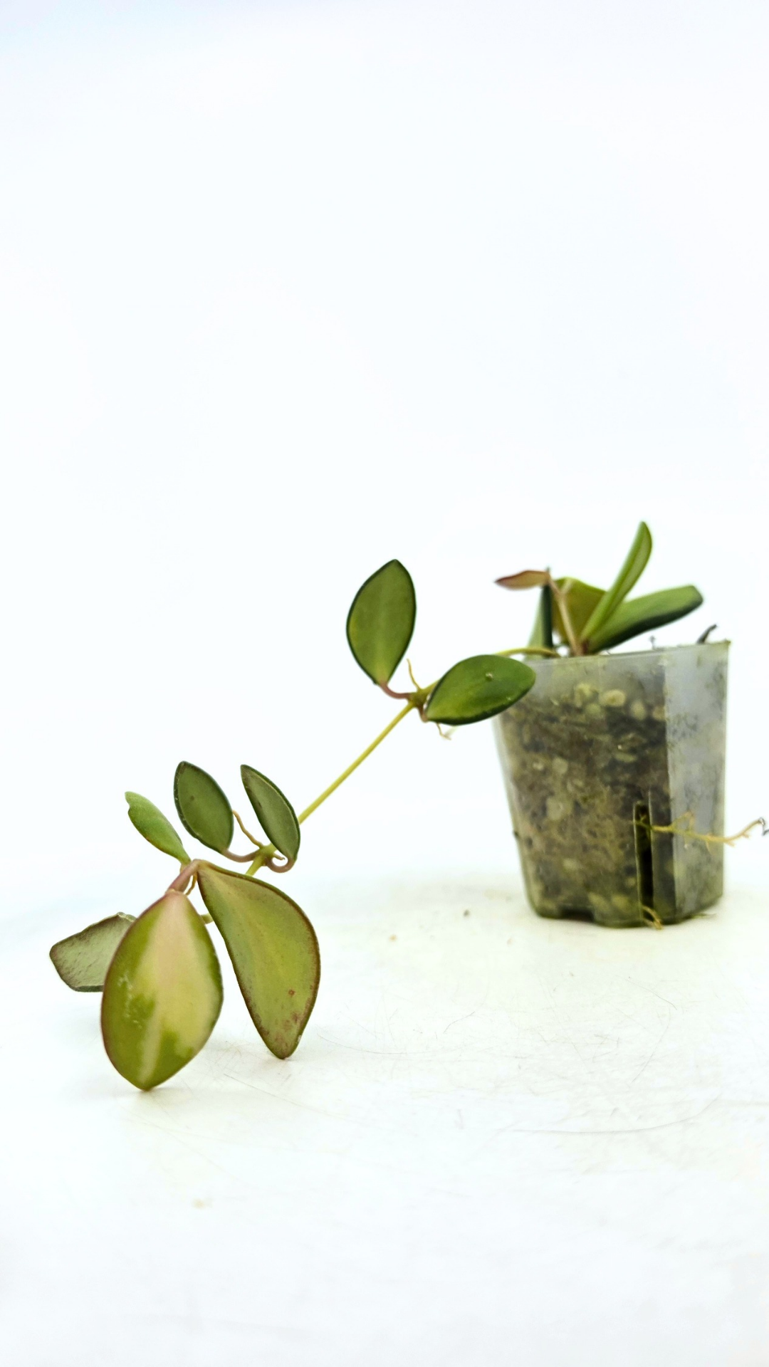 Rare waxplant Hoya DS-70 variegated also known as Hoya Aff Burtoniae Variegated availalbe for sale at rare indoor plant shop The Leaf Gallery in Perth, Western Australia