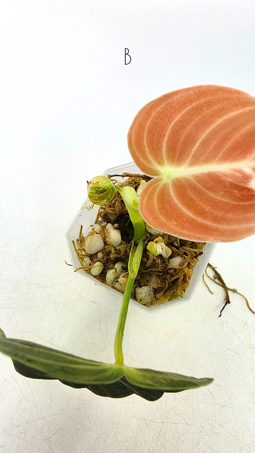 Rare plant Philodendron Melanochrysum Varigated available for sale at rare plant shop The Leaf Gallery in Perth, Western Australia
