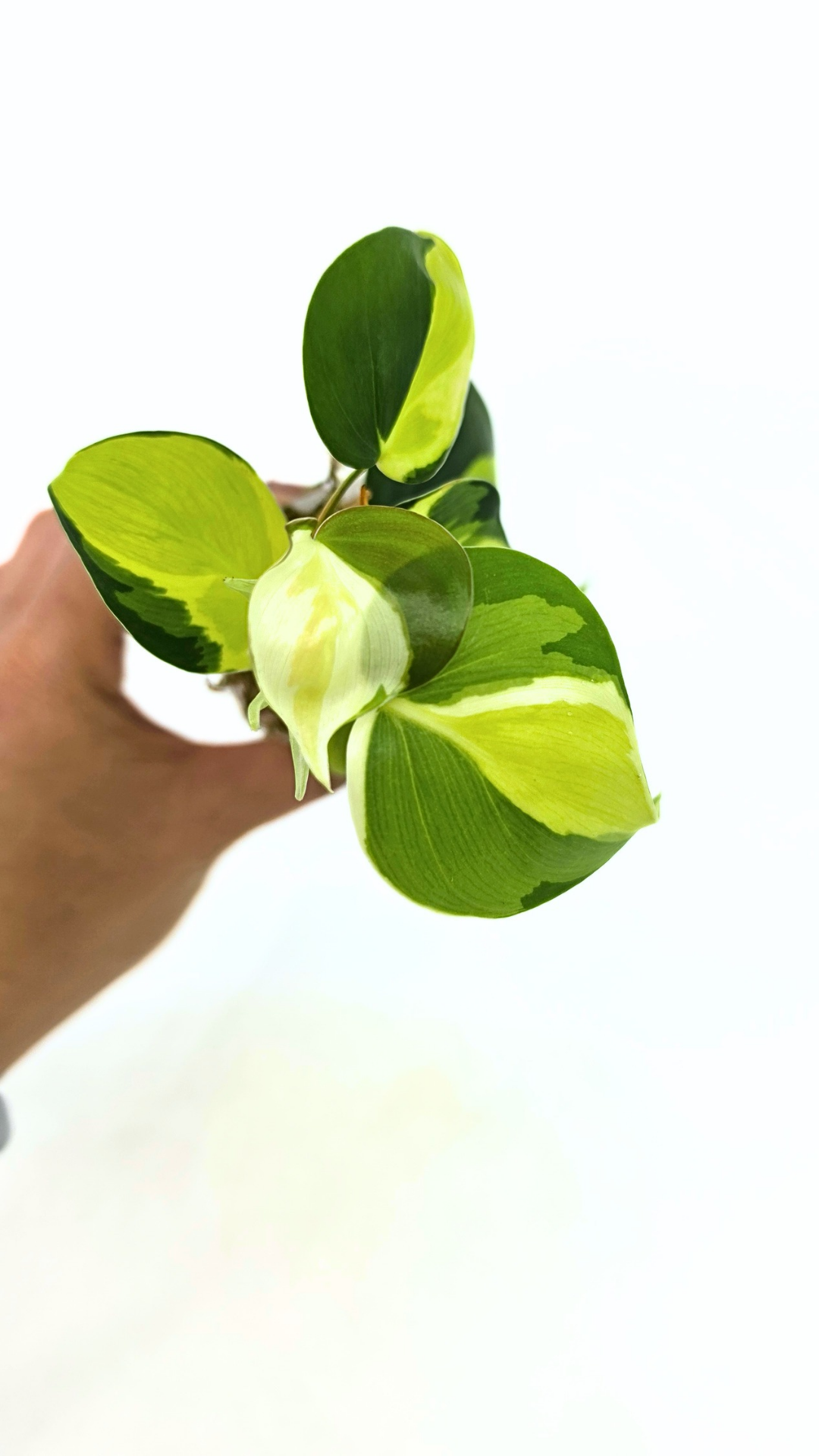 Rare indoor plant Philodendron Cream Splash available at rare plant shop The Leaf Gallery in Perth, Western Australia