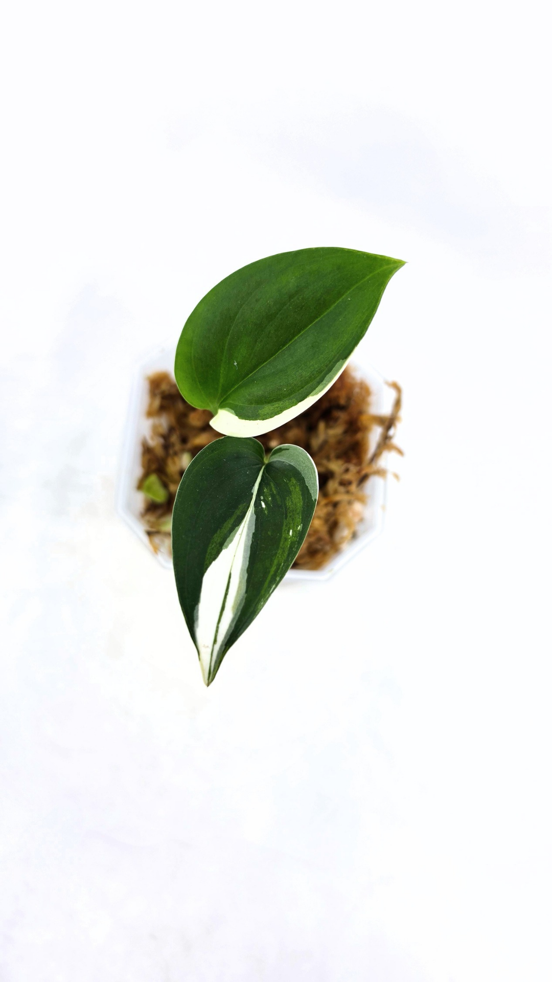 Rare plant Scindapsus Blue Albo Varigated available at rare plant shop The Leaf Gallery in Perth, Western Australia