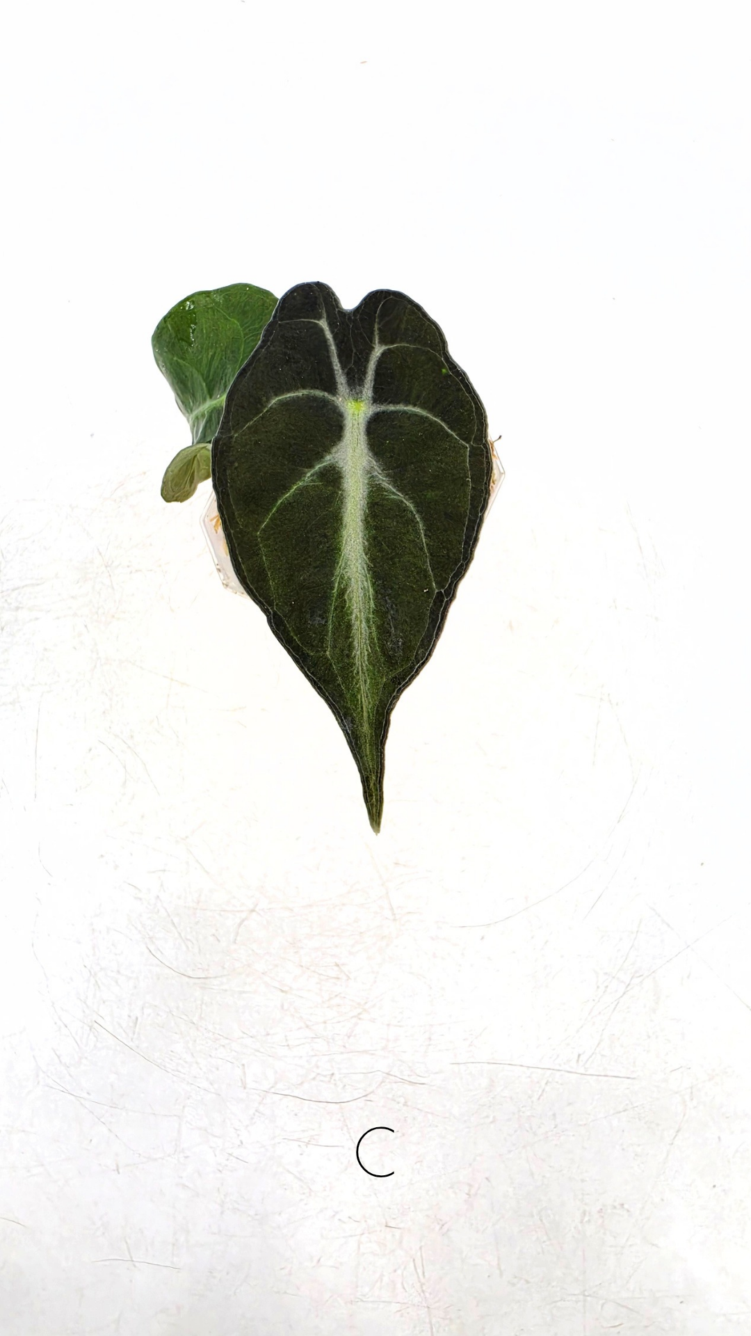 Rare indoor plant Alocasia Venom available for sale at rare house plant shop The Leaf Gallery in Perth, Western Australia.