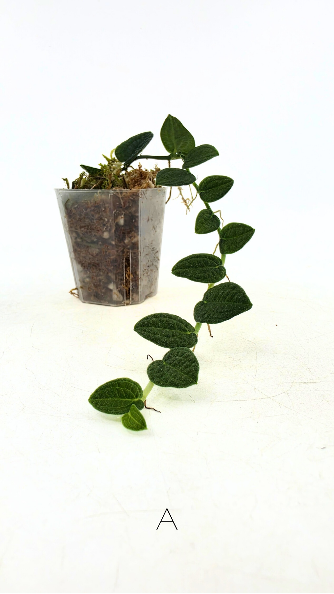 Rare Shingler plant Raphidophora Verstegii or Piper Clypeatum available at rare plant shop The Leaf Gallery in Perth, Western Australia