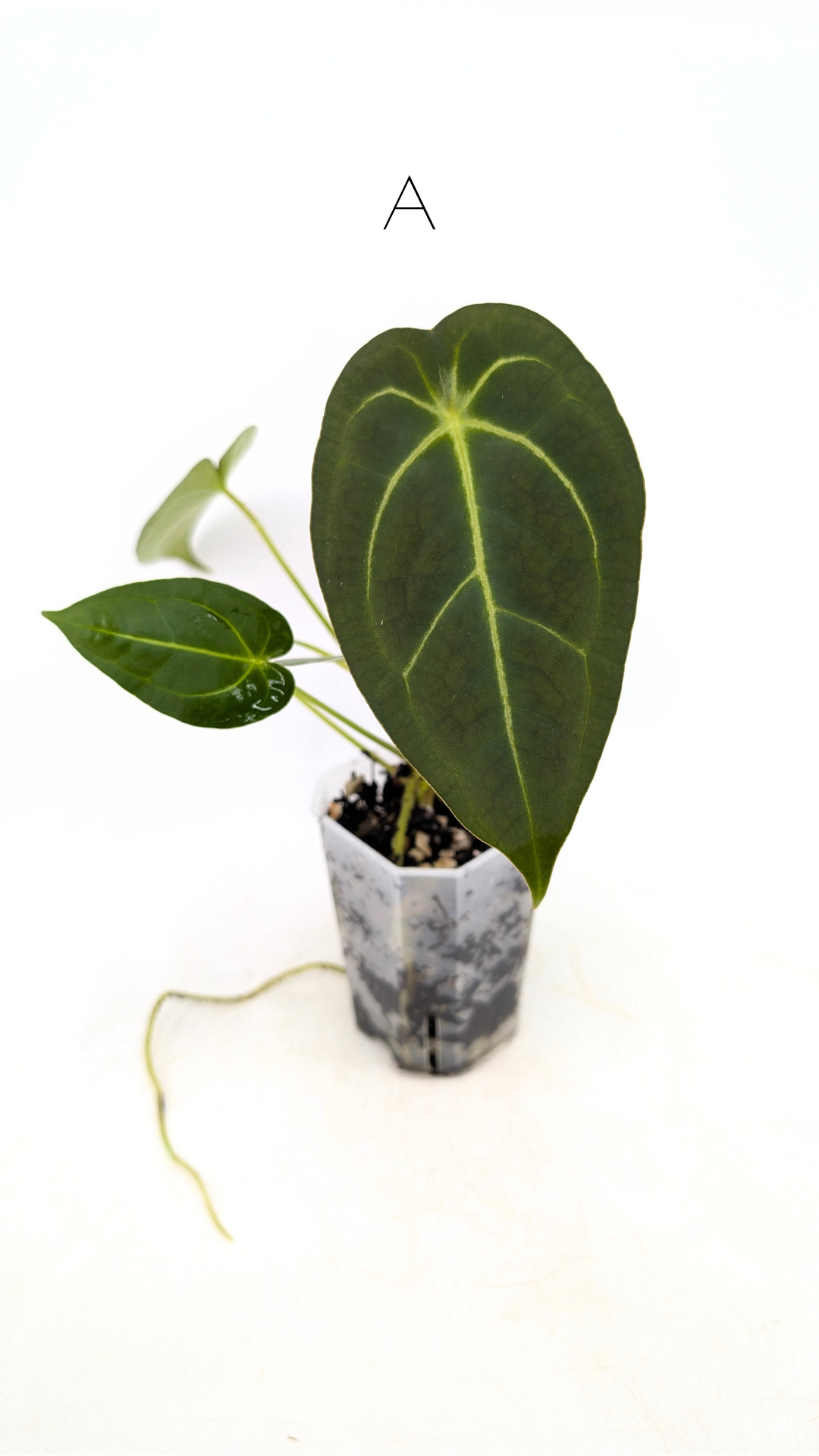 Rare anthurium hybrid Dark Forgetii X Bessae Aff available for sale at rare houseplant shop The Leaf Gallery in Perth, Western Australia