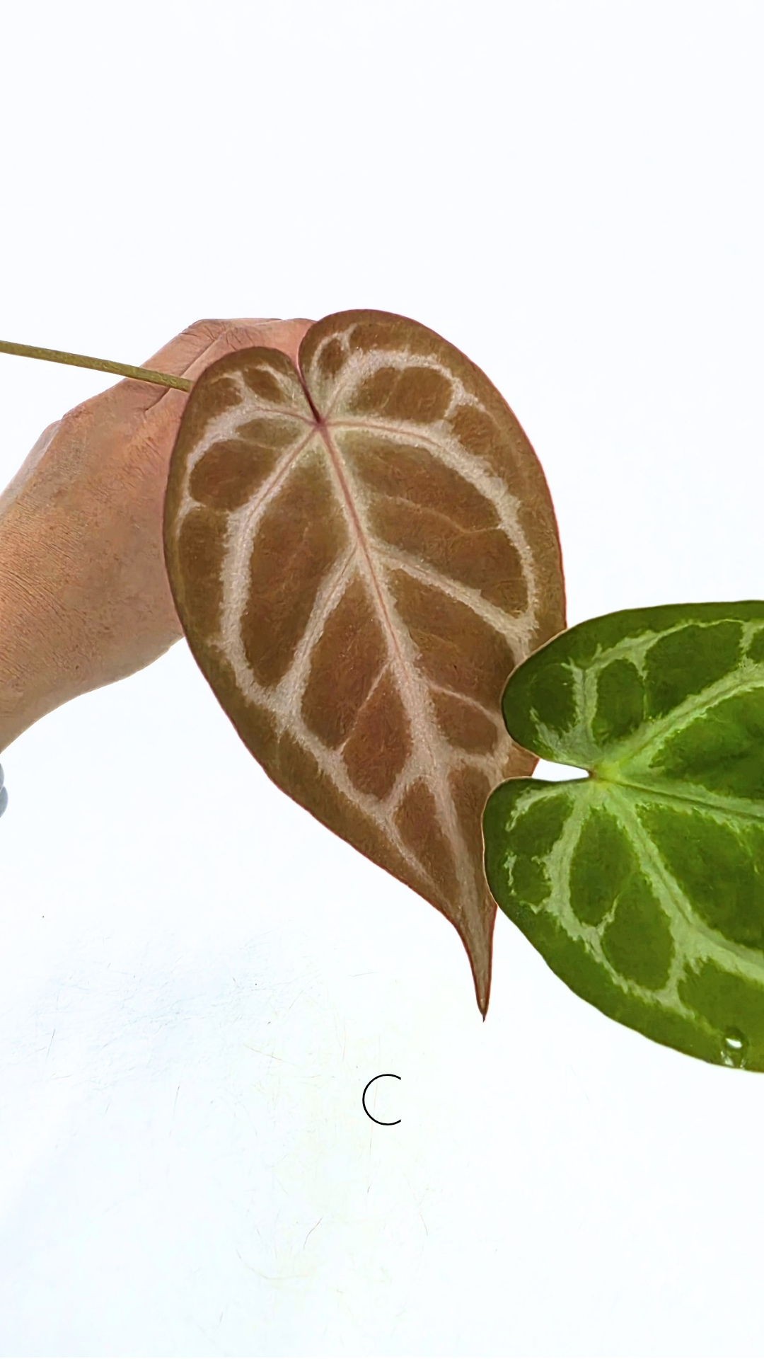 Rare anthurium hybrid Anthurium red dorayaki mutation with Anthurium Michelle by The Leaf Gallery in Perth, Western Australia
