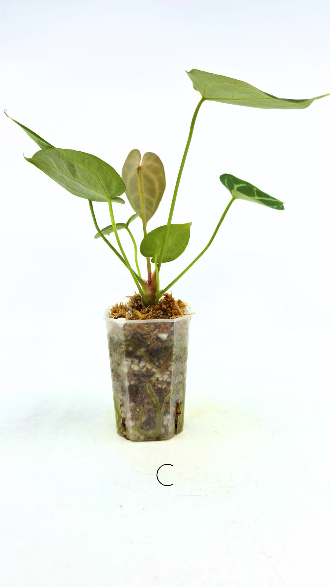 Rare anthurium hybrid Anthurium Dark Forgetii x Bessae Aff X Anthurium Michelle by The Leaf Gallery in Perth, Western Australia