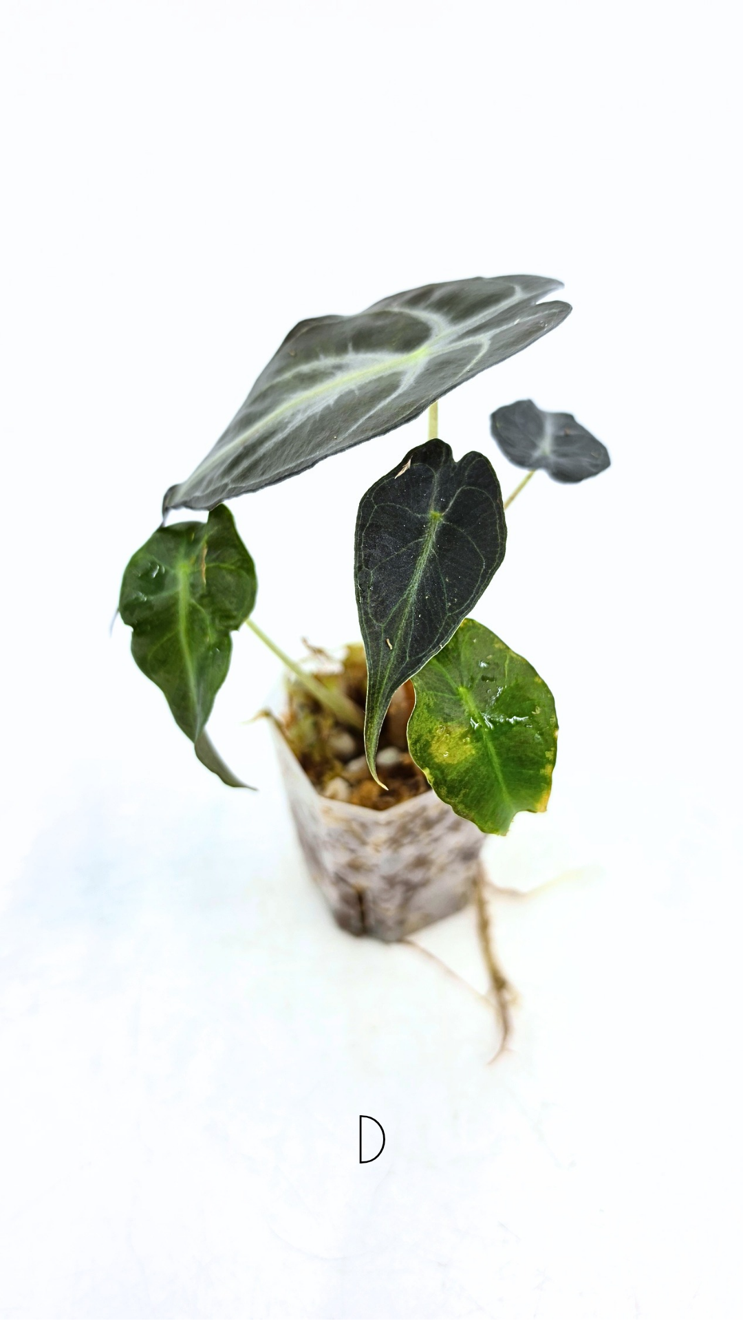 Rare indoor plant Alocasia Venom available for sale at rare house plant shop The Leaf Gallery in Perth, Western Australia.