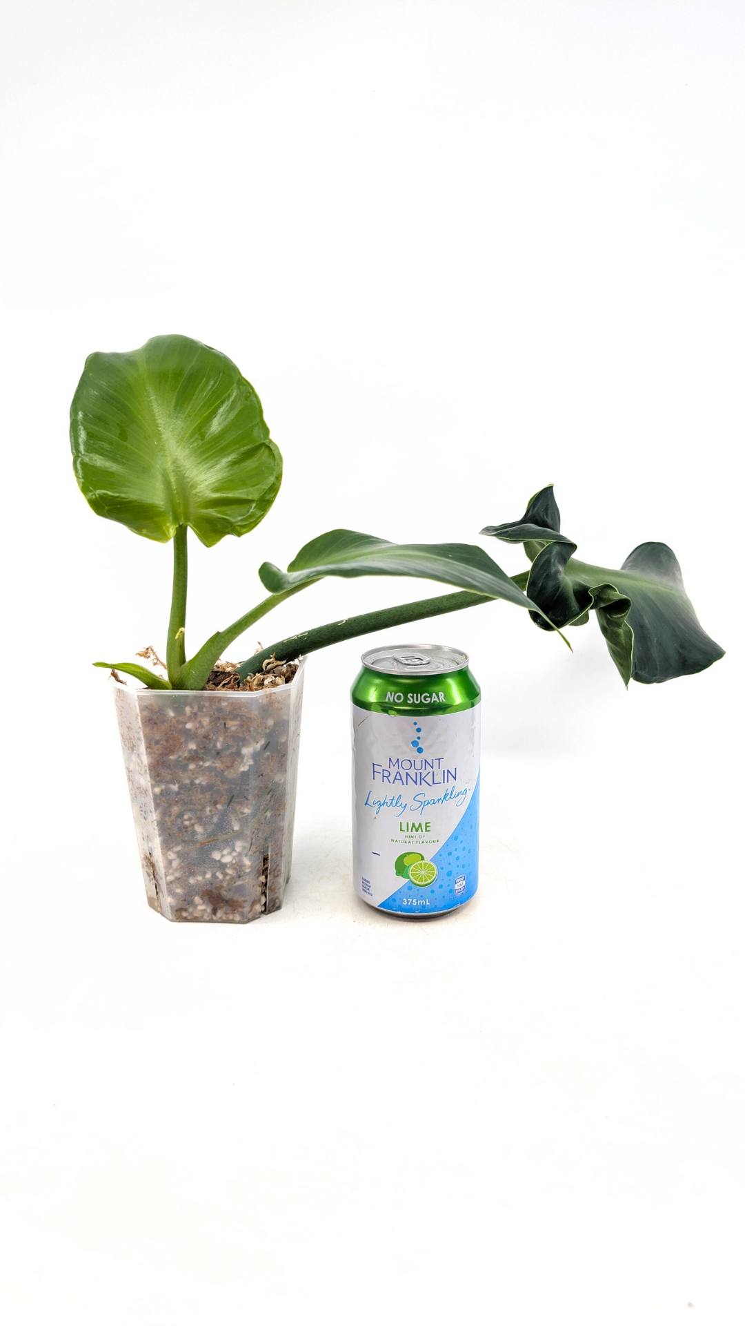 Rare indoor house plant Philodendron Rugosum also known as Pig Skin Philodendron propagated by the Leaf Gallery in Perth