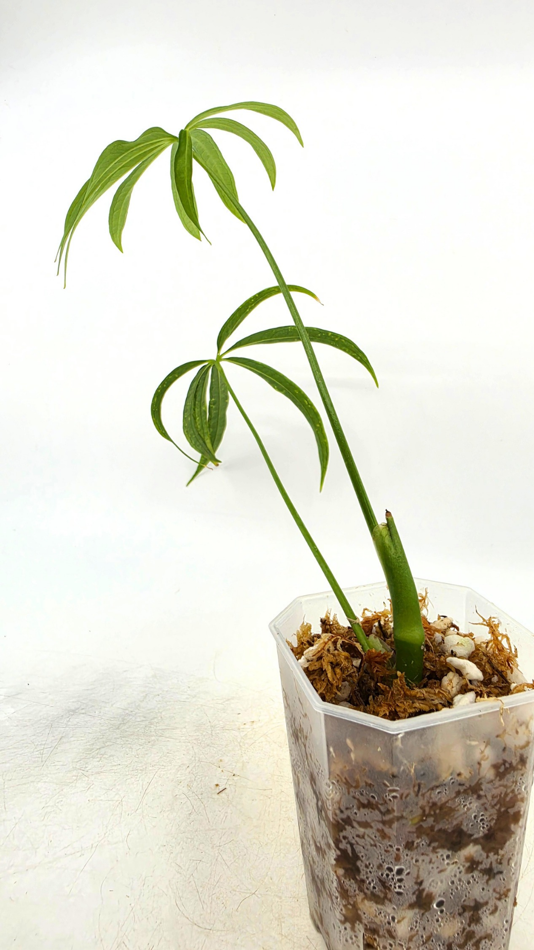 Hard to find house plant Anthurium Polydactylum available for sale at rare plant shop The Leaf Gallery in Perth, Western Australia.