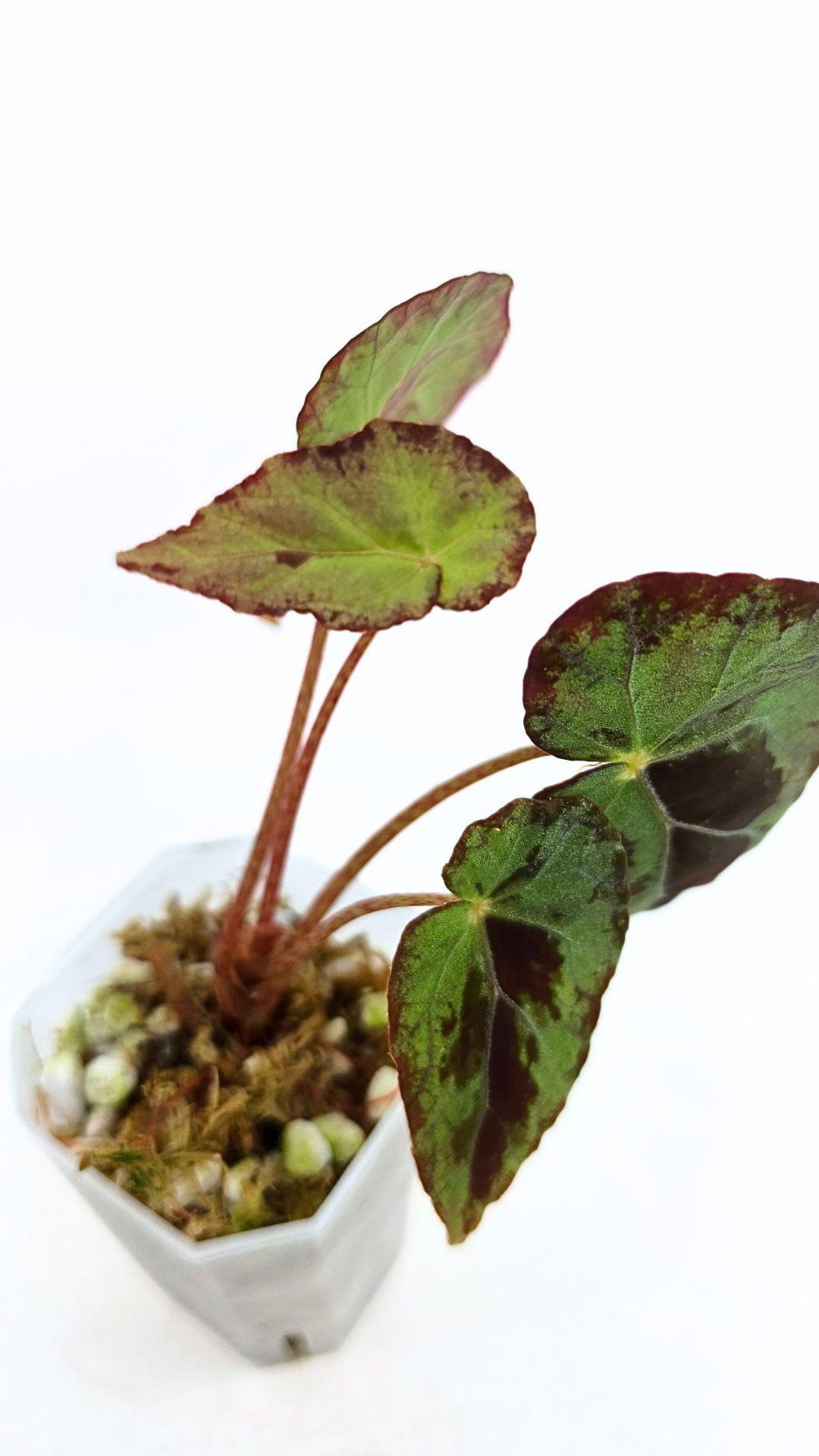 Rare Begonia Burkillii Green form available for sale at rare plant shop The Leaf Gallery in Perth, Western Australia