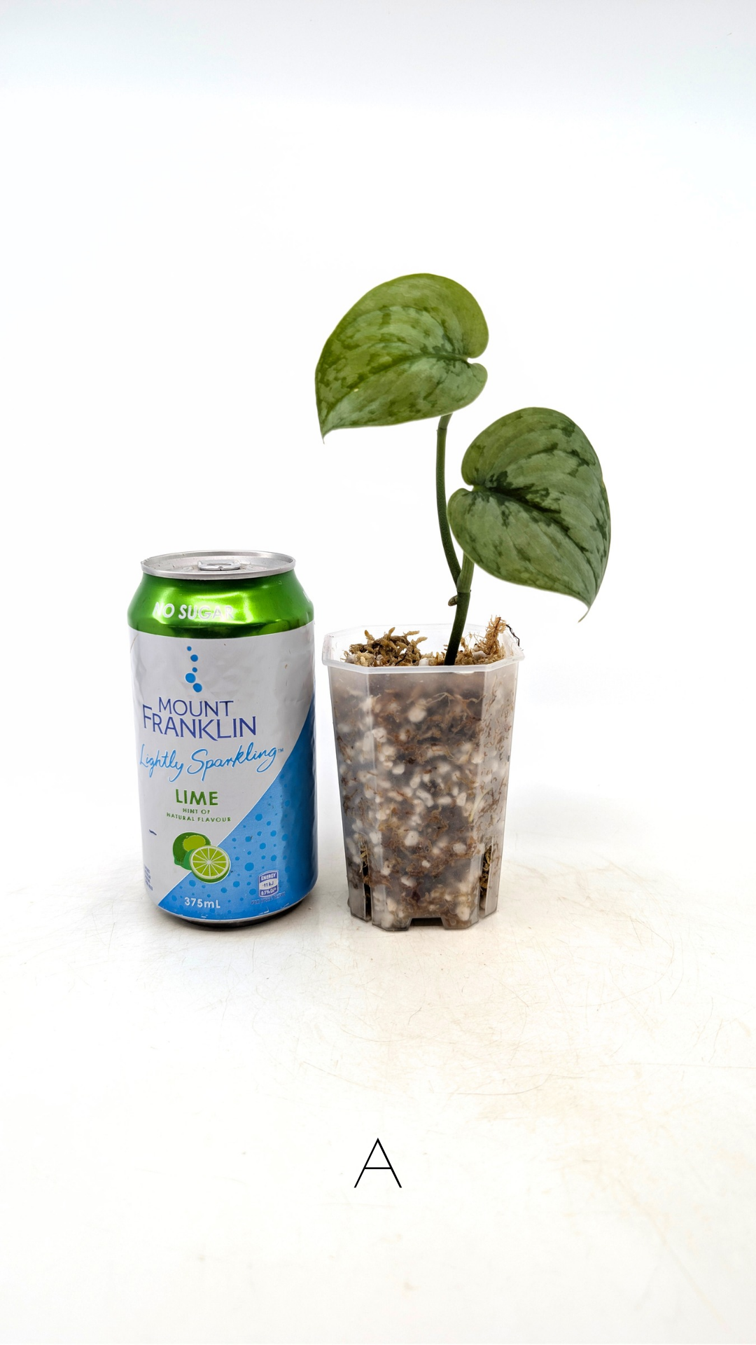 Rare indoor plant Scindapsus silver cloud available for sale at rare plant shop The Leaf Gallery in Perth, Western Australia