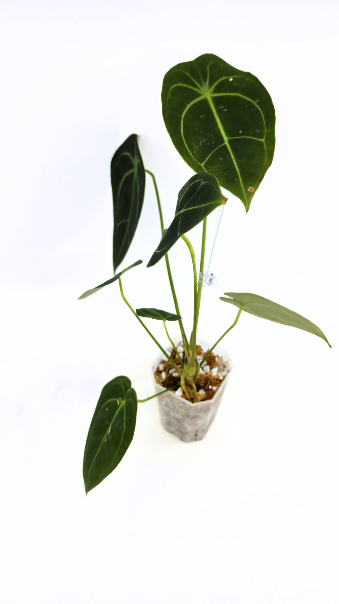 Rare indoor plant Anthurium SKG Silver with Anthurium Forgetii hybrid available at rare plant shop The Leaf Gallery in Perth, Western Australia