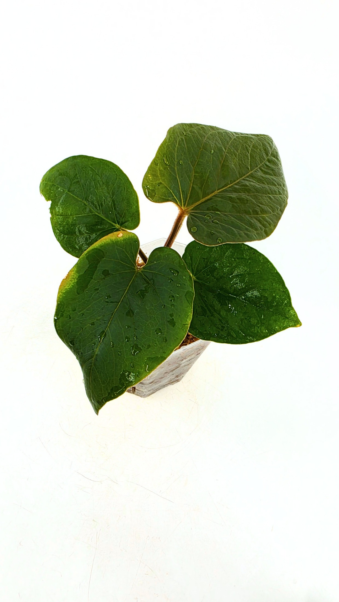 Rare indoor plant Anthurium Kunyalense available for sale at rare house plant shop The Leaf Gallery in Perth, Western Australia