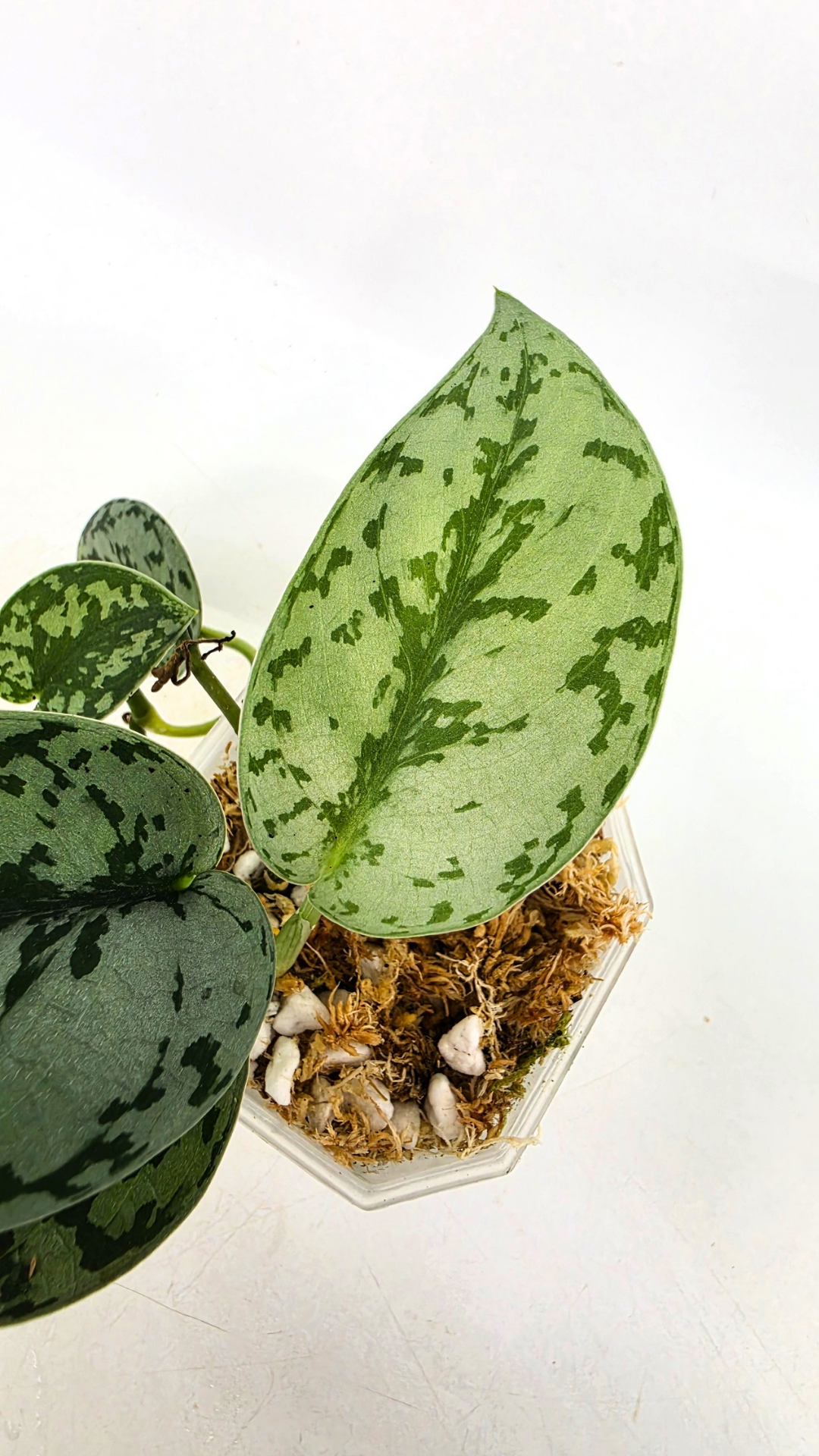 Uncommon indoor plant scindapsus pictus Silver Lady available for sale at rare plant shop The Leaf Gallery in Perth, Western Australia.