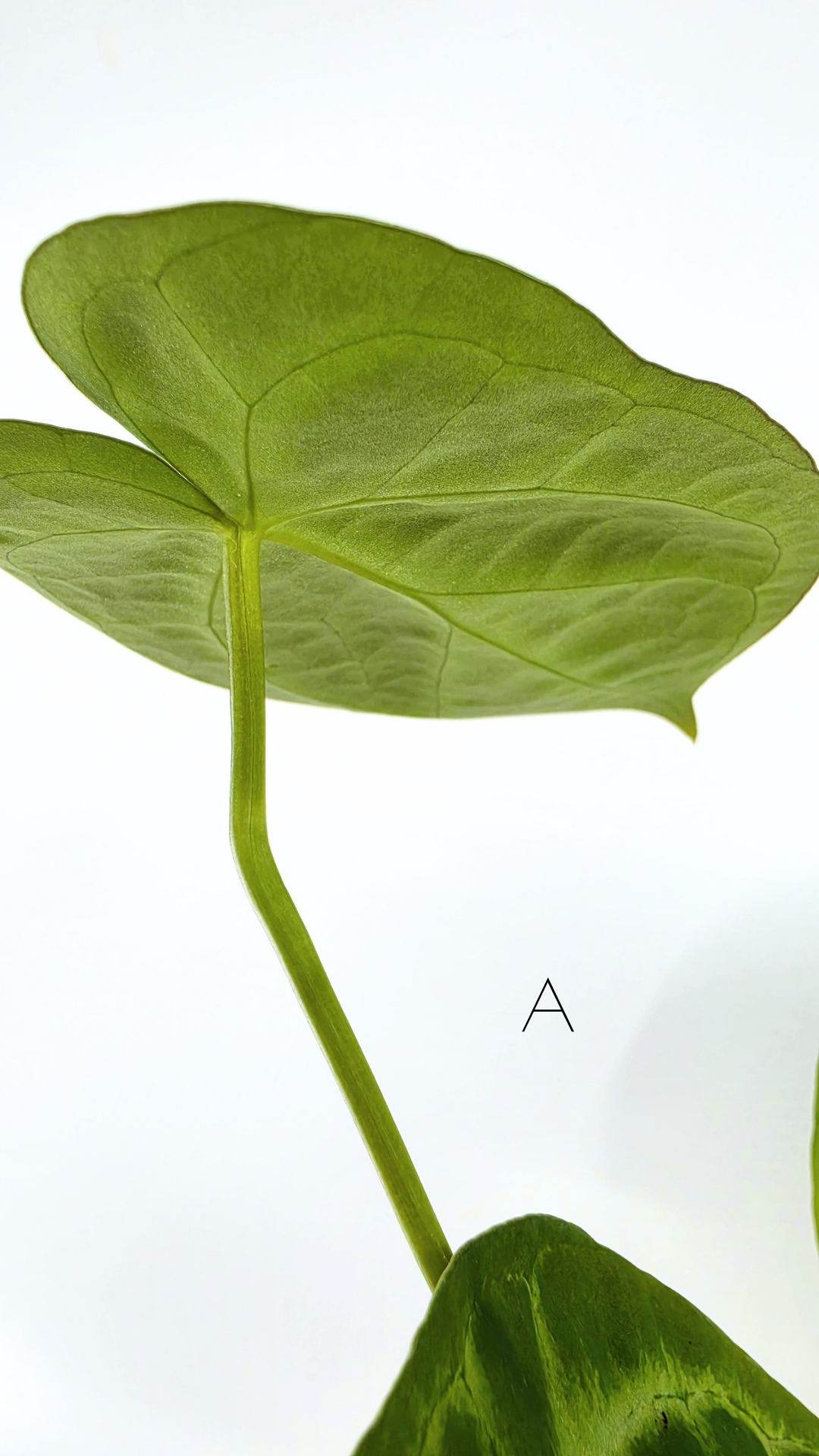 Rare indoor plant Anthurium Magnificum available for sale at rare house plant shop The Leaf Gallery in Perth, Western Australia