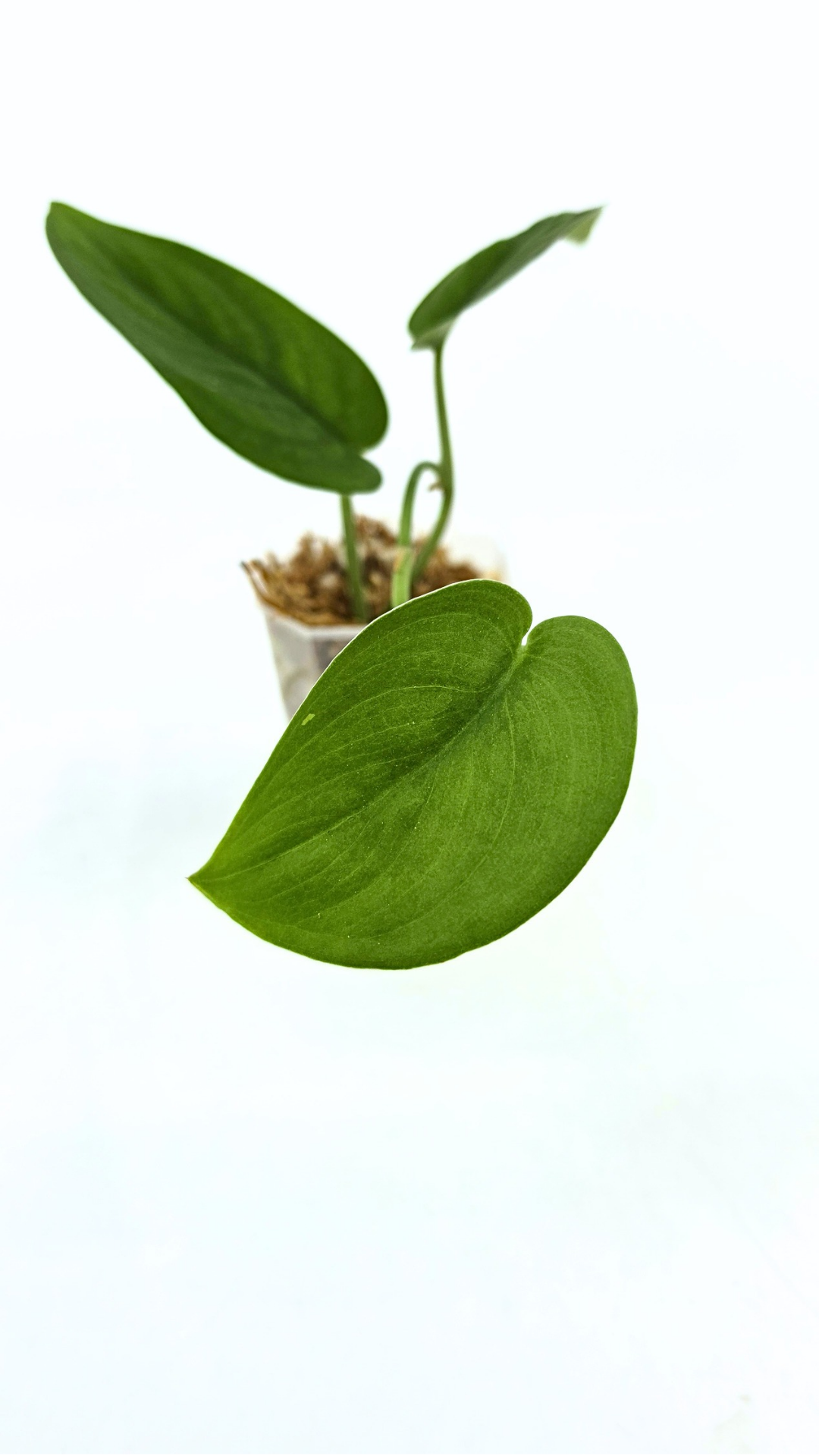 Rare indoor plant Scindapsus Jade Satin available for sale at rare plant shop The Leaf Gallery in Perth, Western Australia