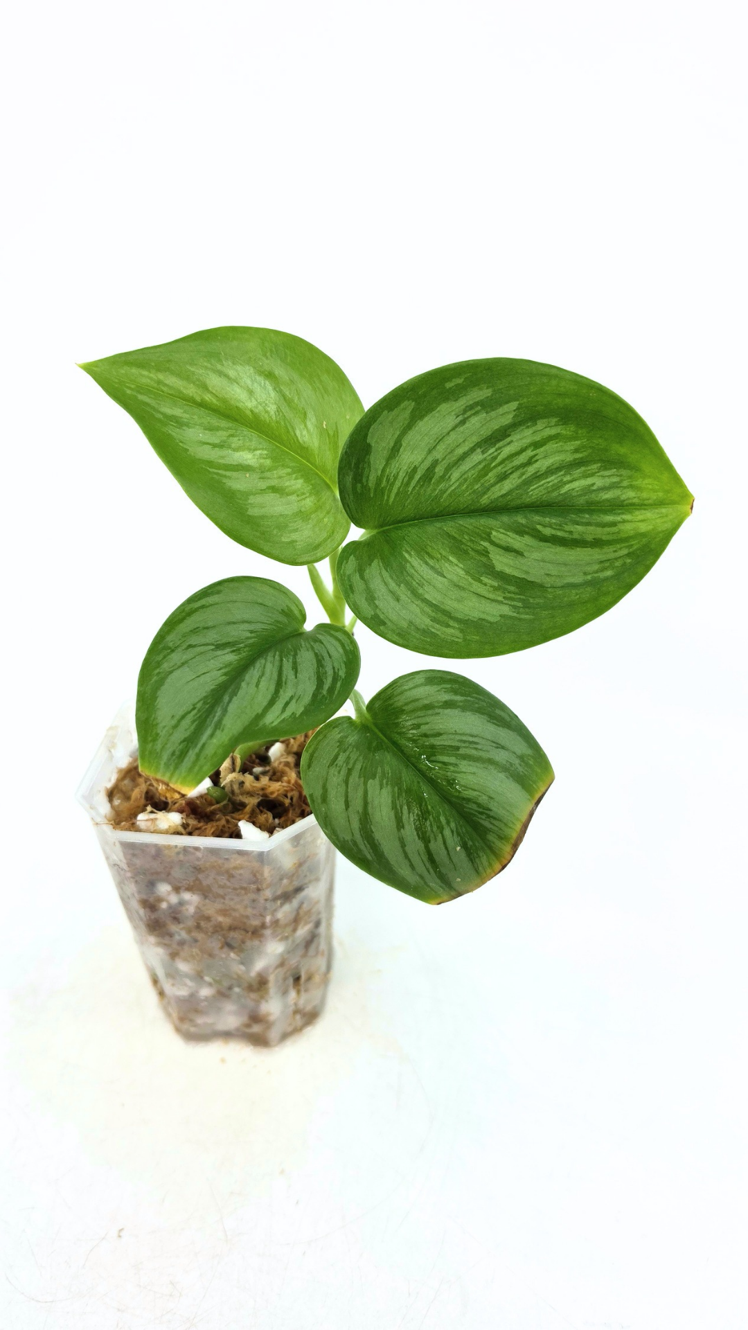 Rare indoor plant Scindapsus Treubii Moonlight available for sale at rare house plant shop The Leaf Gallery in Perth, Western Australia