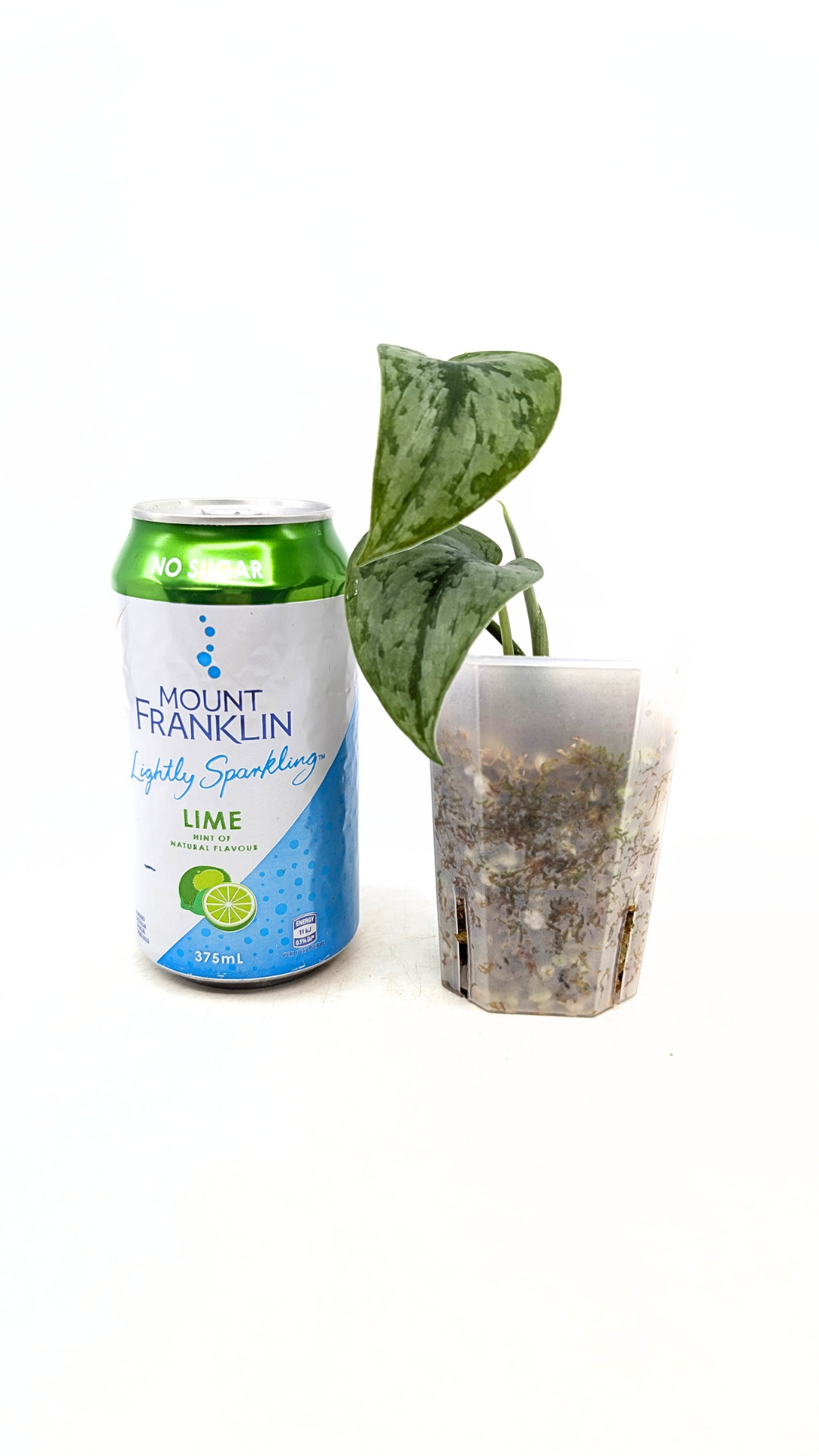 Rare indoor plant Scindapsus silver cloud available for sale at rare plant shop The Leaf Gallery in Perth, Western Australia