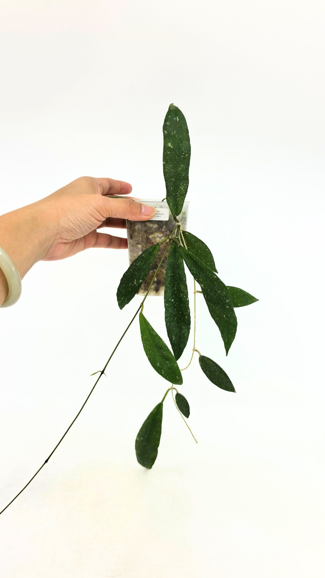 Rare waxplant Hoya Schortechinii UT001 available for sale at rare indoor plant shop The Leaf Gallery in Perth, Western Australia.