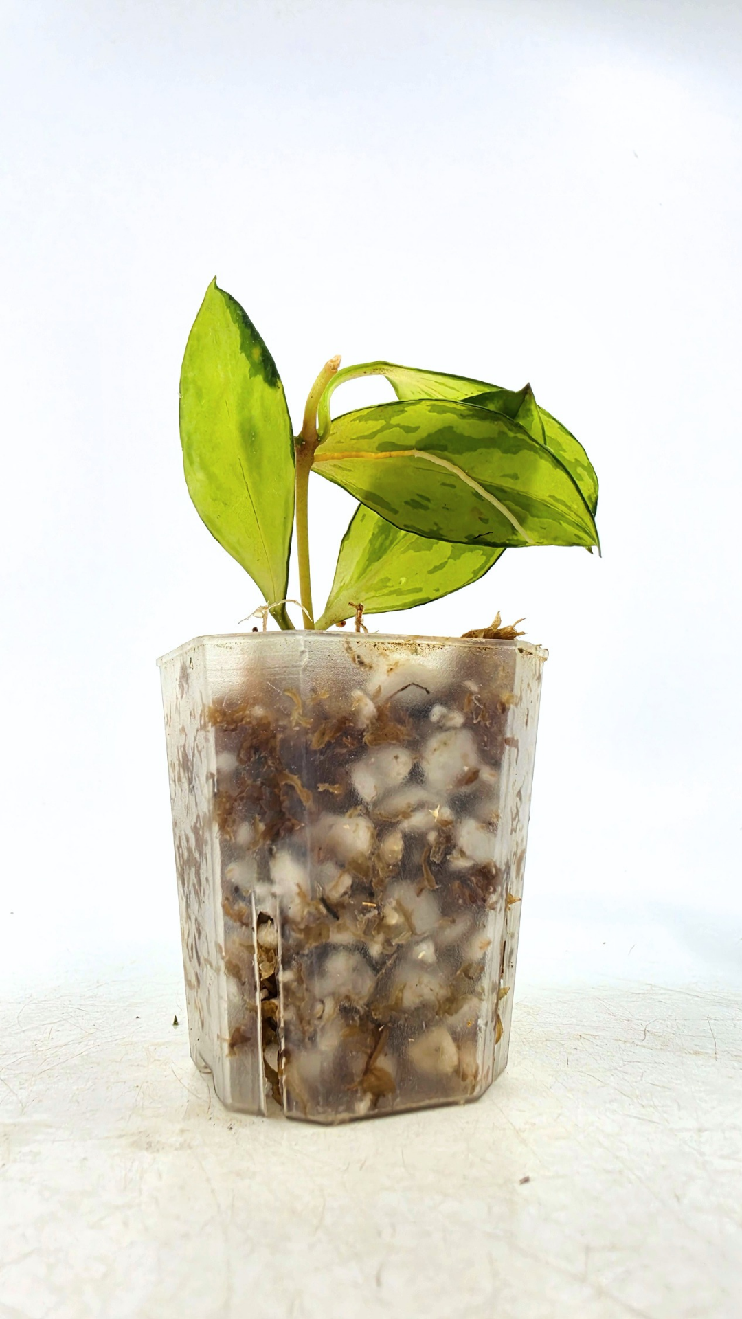 Rare hoya Walliniana Varigated available for sale at rare plant shop The Leaf Gallery in Perth, Western Australia