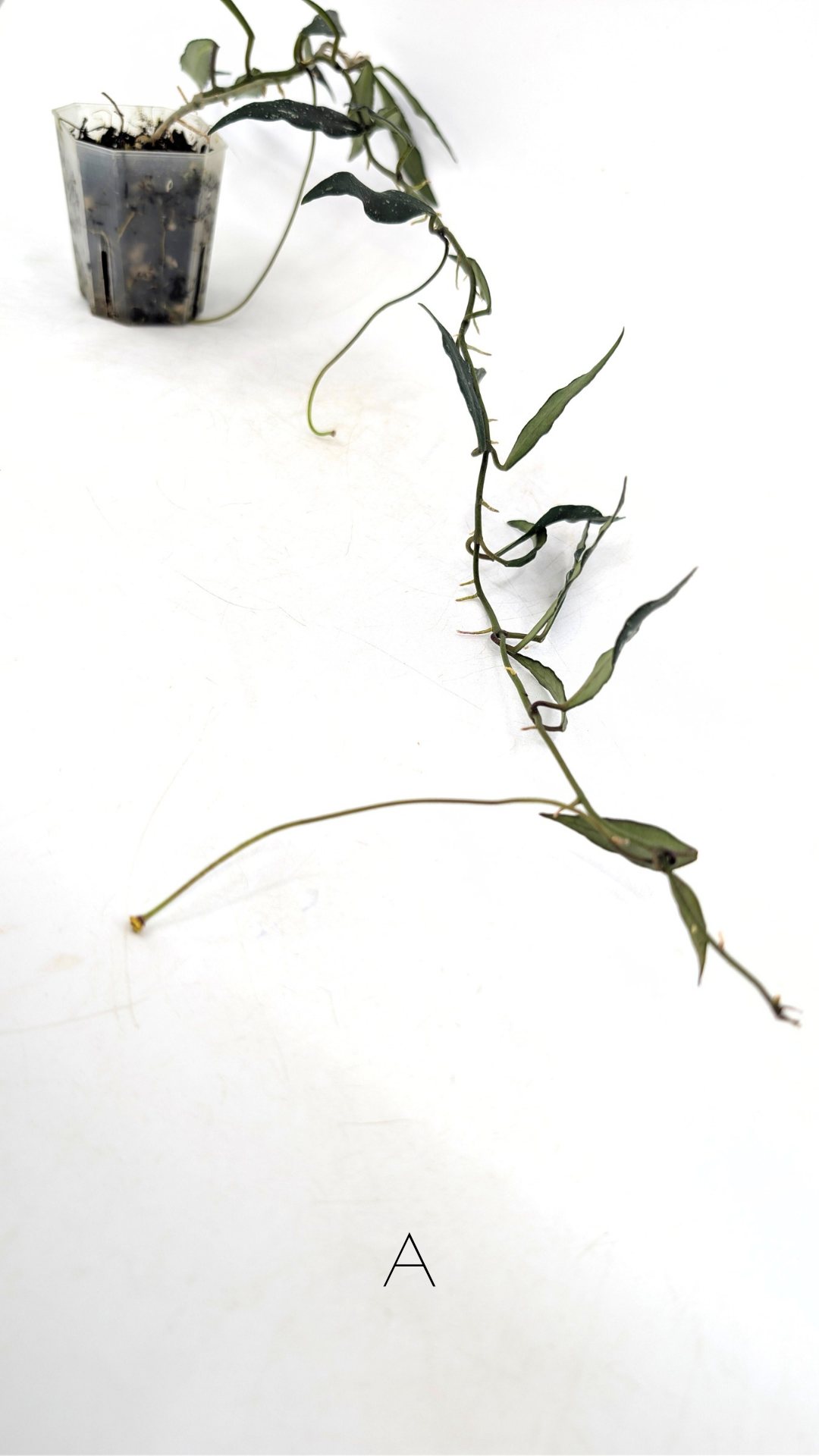 Rare waxplant Hoya Mirabillis Splash available for sale at rare indoor plant shop The Leaf Gallery in Perth, Western Australia