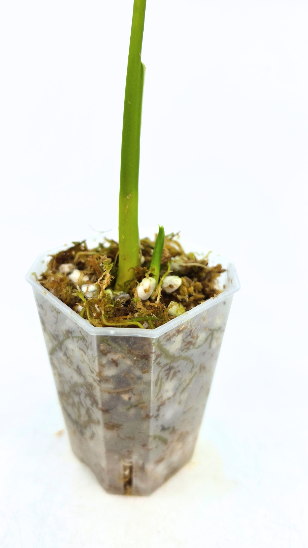 Rare indoor plant Monstera Esqueleto or Monstera Epipremnoides available for sale at rare plant shop The Leaf Gallery in Perth, Western Australia