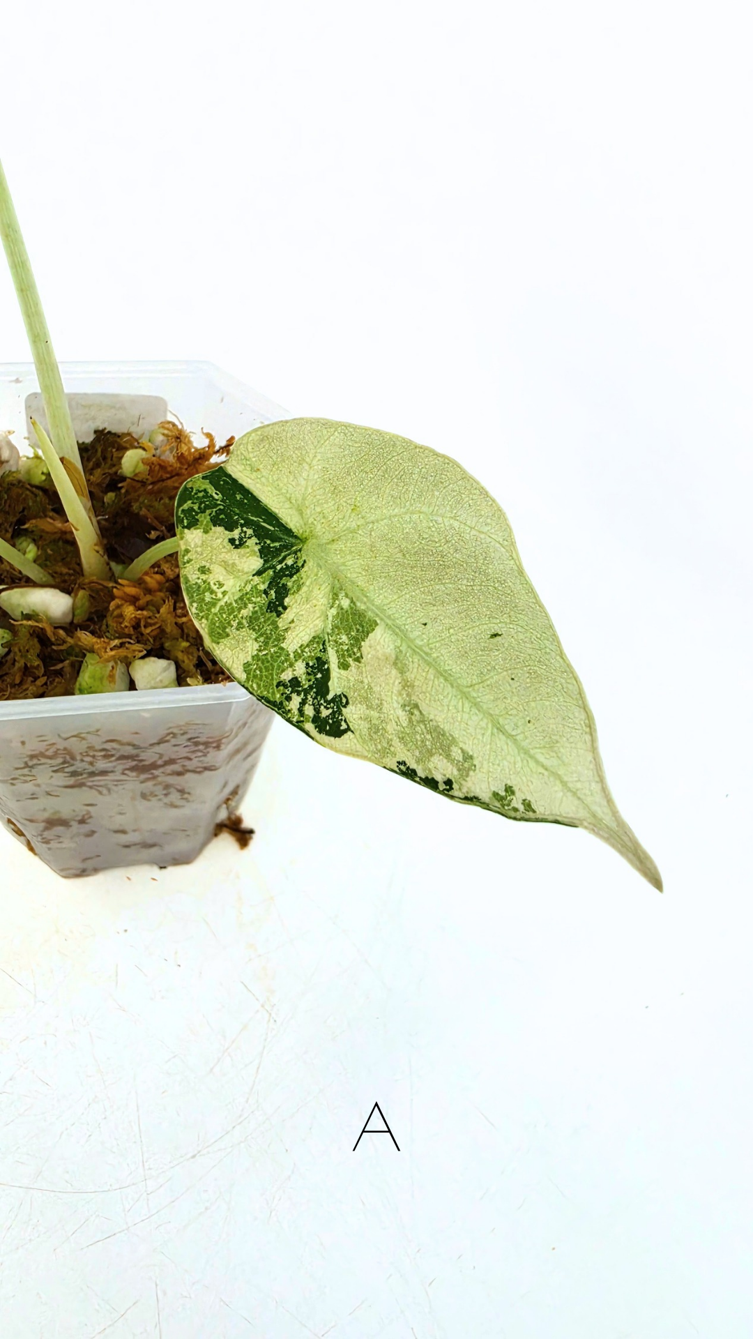 Rare indoor plant Alocasia Black Velvet Pink Variegated available for sale from rare house plant shop The Leaf Gallery in Perth, Western Australia