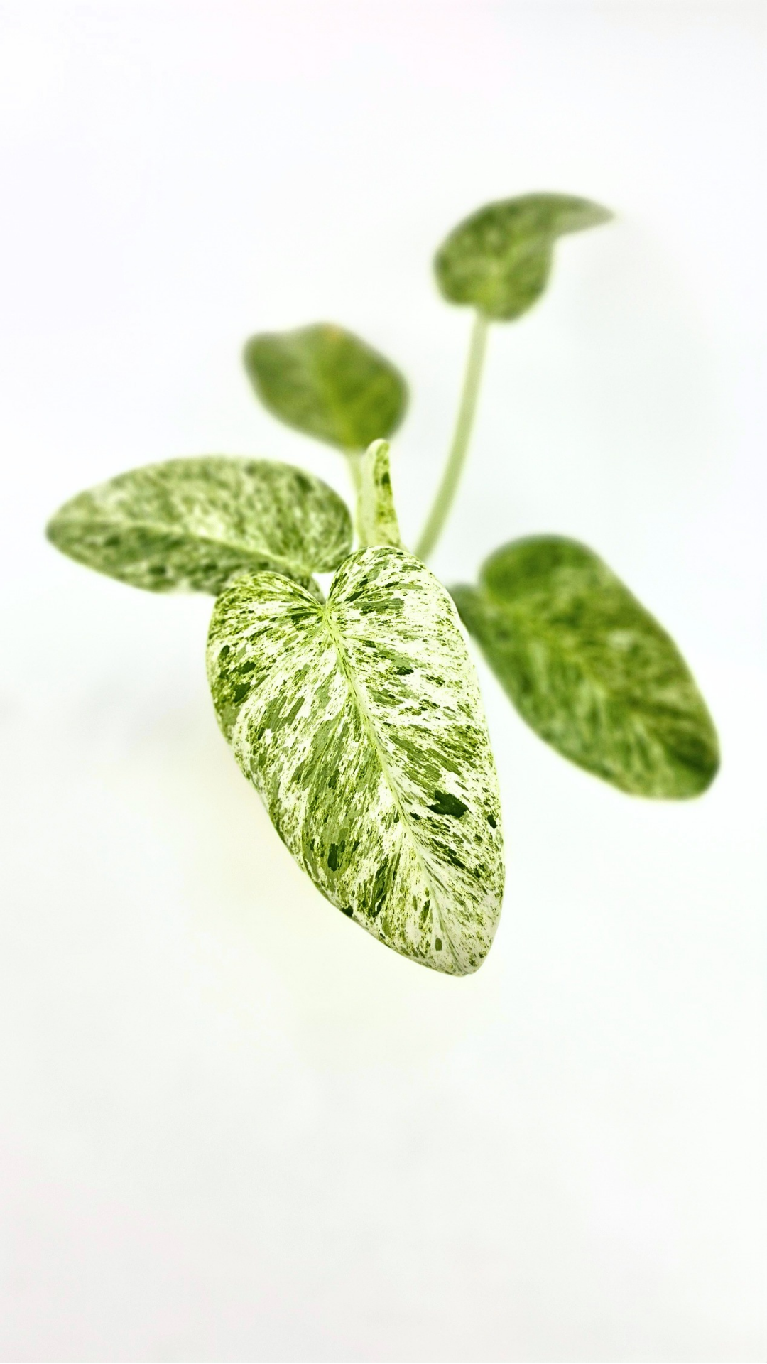 Rare indoor plant Philodendron Giganteum Blizzard Varigated by rare plant shop The Leaf Gallery in Perth, Western Australia