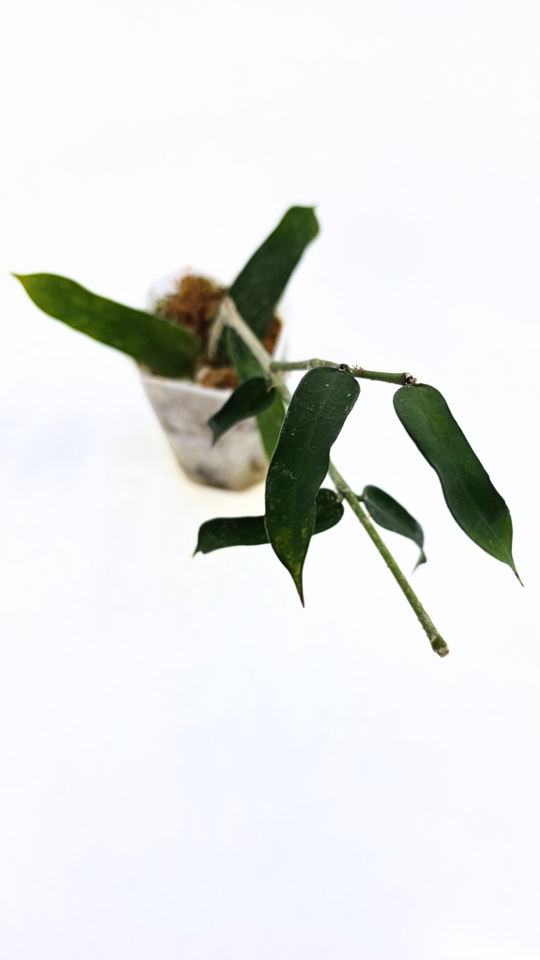 Rare waxplant Pandurata Silver Splash available at rare indoor plant shop The Leaf Gallery in Perth, Western Australia