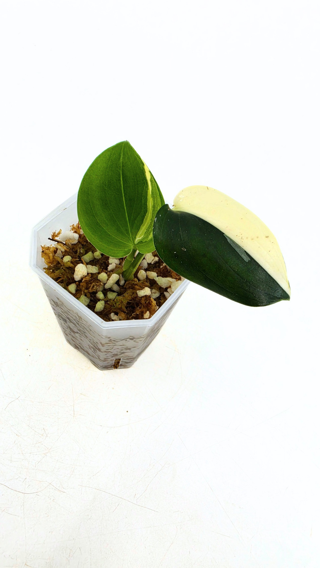 Rare plant Scindapsus Blue Albo Varigated available at rare plant shop The Leaf Gallery in Perth, Western Australia