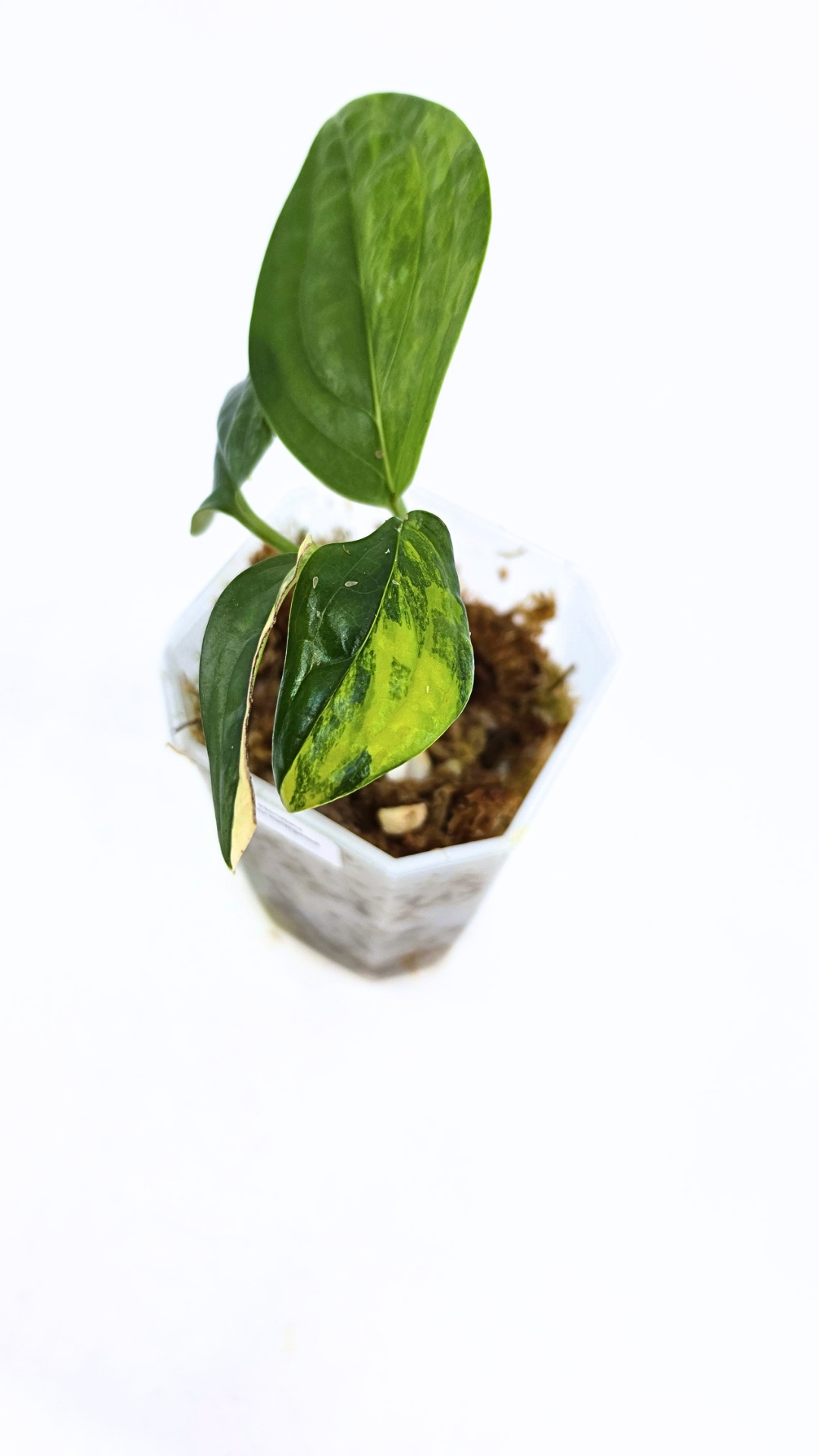 Rare indoor plant Monstera Peru Karstenianum Varigated at rare plant shop The Leaf Gallery in Perth, Western Australia