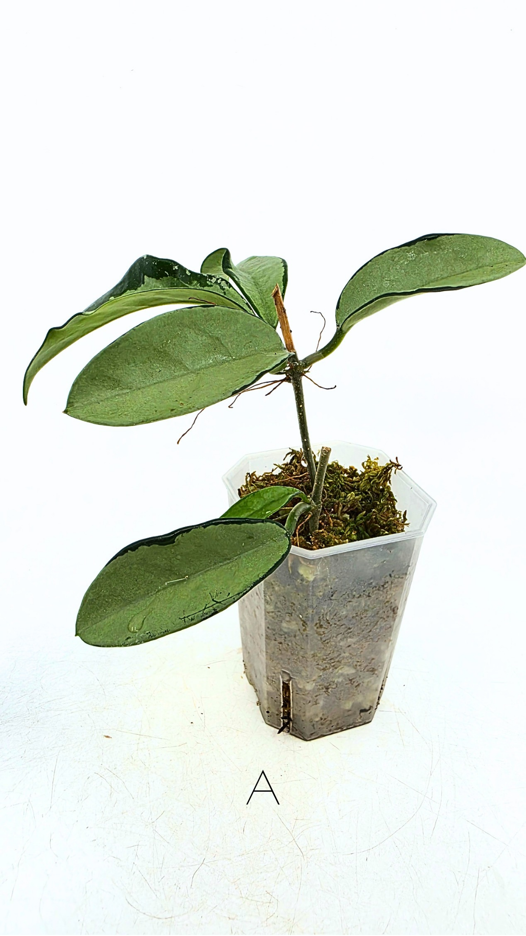 Rare Hoya AH074 available for sale at rare plant shop The Leaf Gallery in Perth, Western Australia