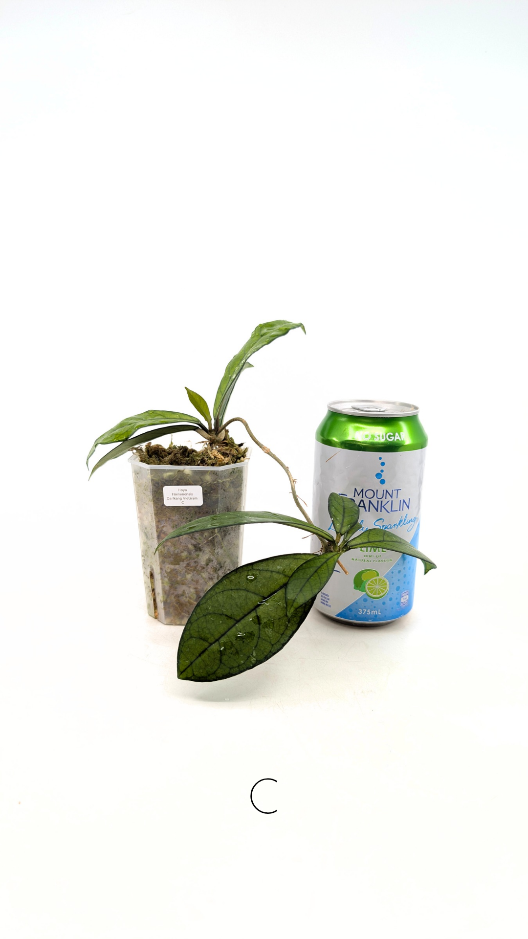 Rare waxplant Hoya Hainanensis Da Nang Vietnam available for sale at rare indoor plant shop The Leaf Gallery in Perth, Western Australia