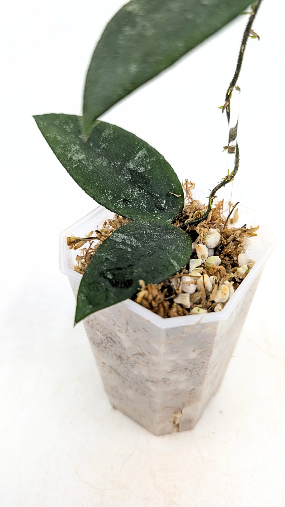 Rare Hoya Caudata Sumatra available for sale by rare indoor plant shop The Leaf Gallery in Perth, Western Australia