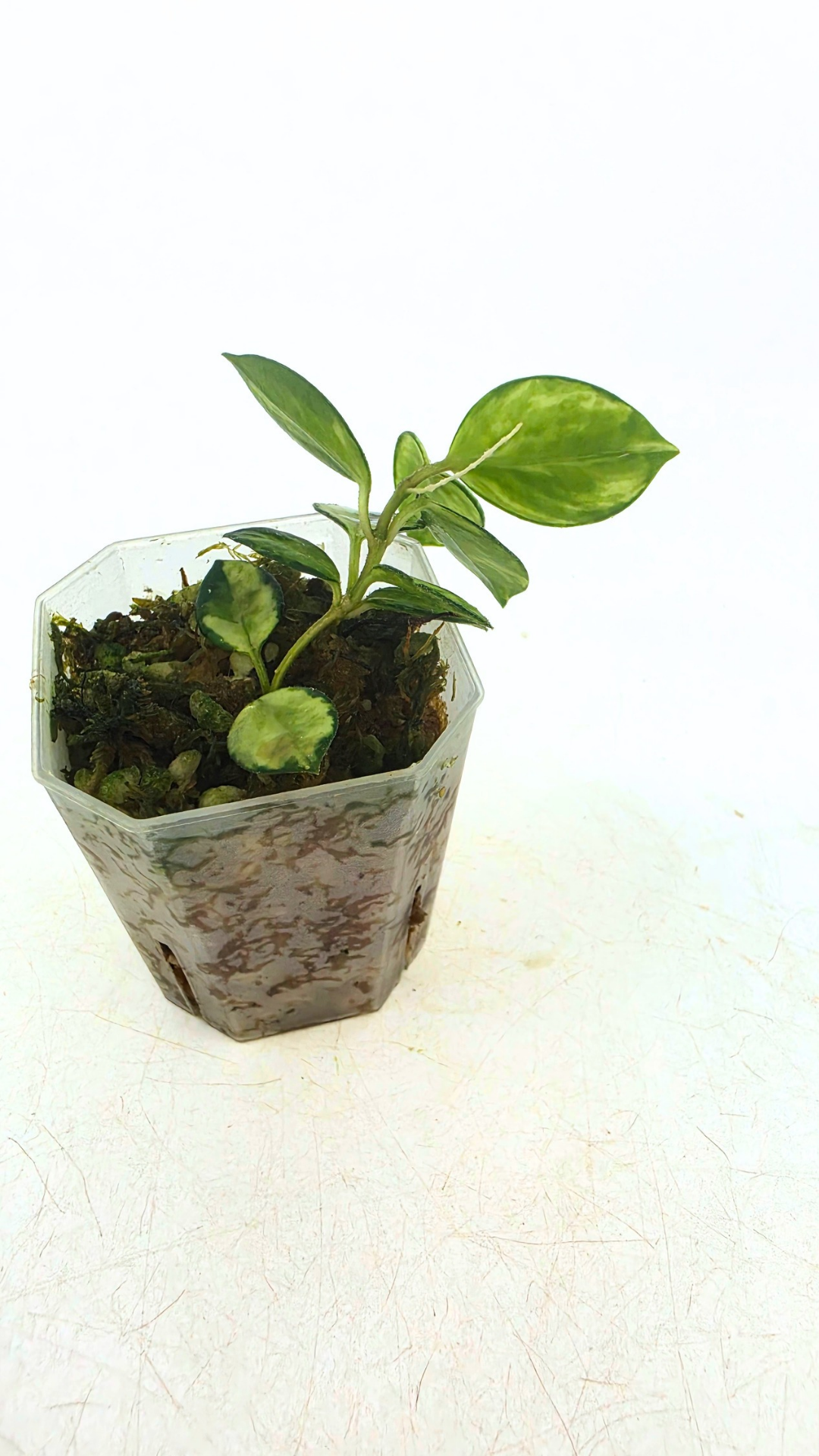 Rare waxplant Hoya Mathilde Variegated available for sale at rare indoor plant shop The Leaf Gallery in Perth, Western Australia