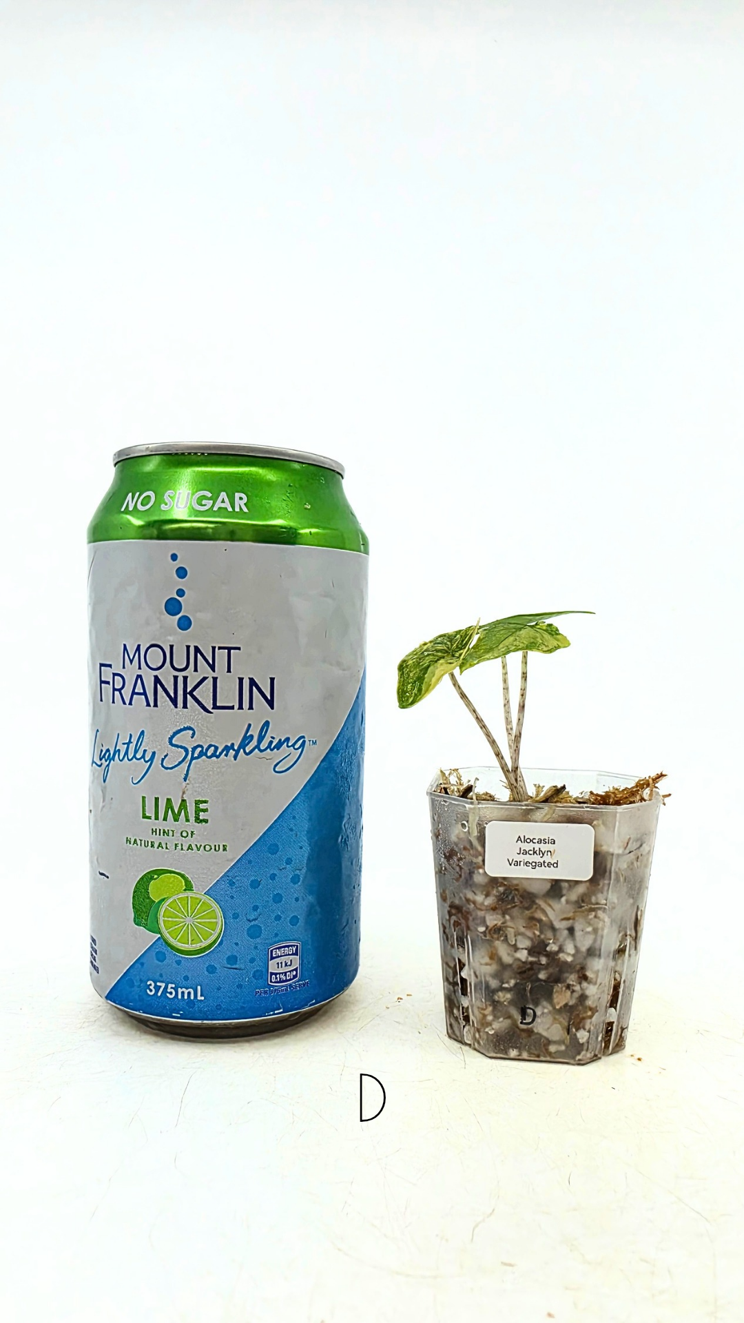 Rare indoor plannt Alocasia Jacklyn Variegated available for sale at rare house plant shop The Leaf Gallery in Perth, Western Australia.