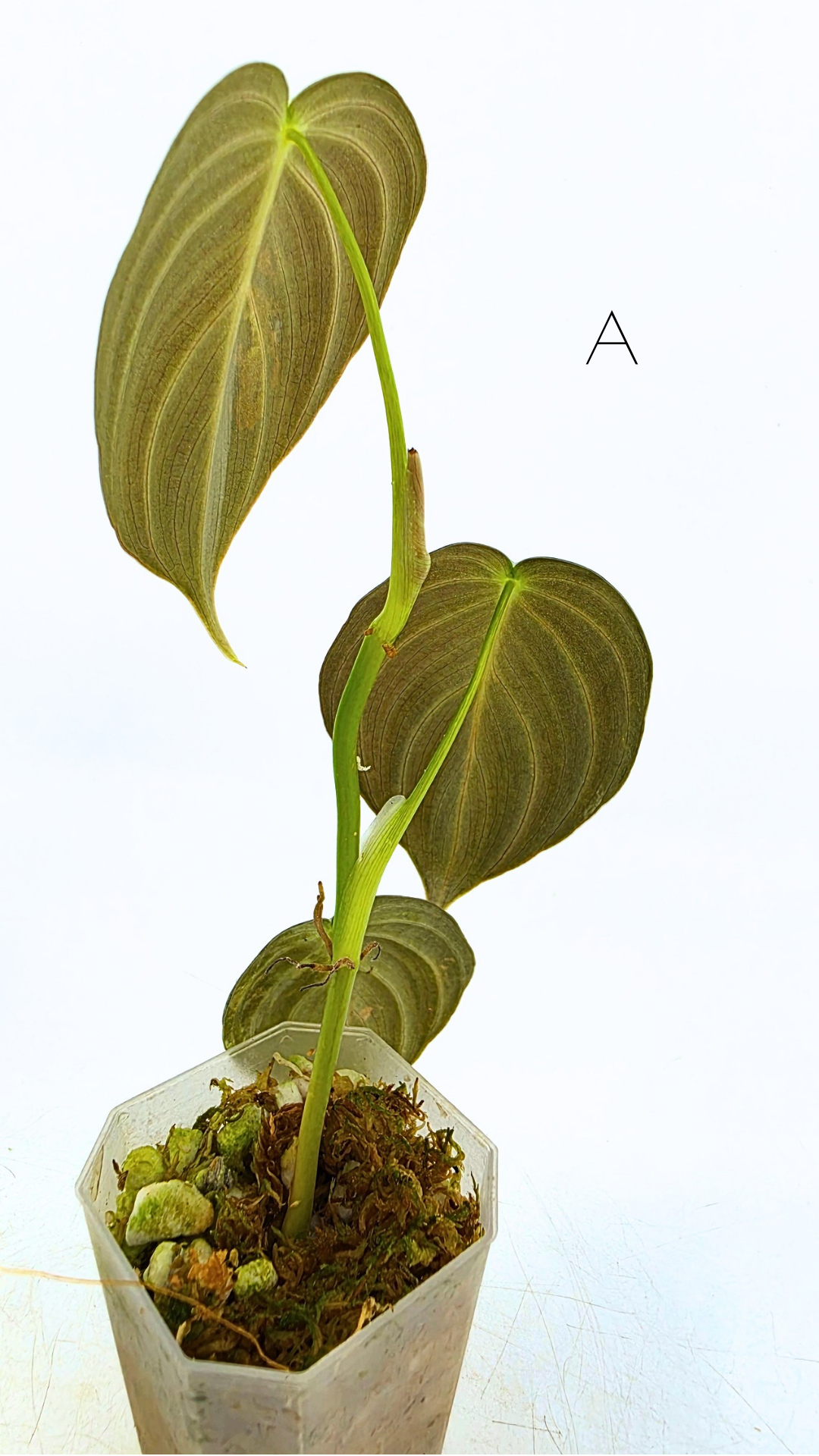 Rare plant Philodendron Melanochrysum Varigated available for sale at rare plant shop The Leaf Gallery in Perth, Western Australia