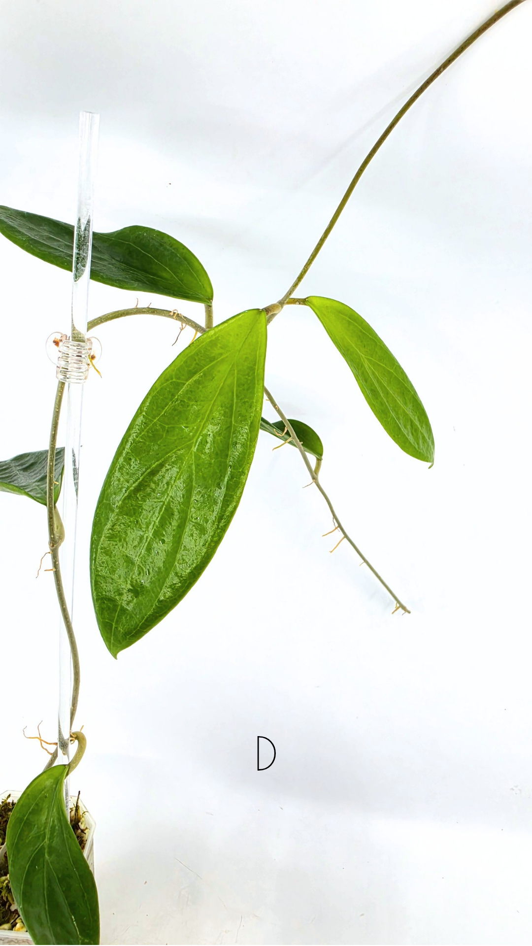 Rare waxplant Hoya UTC033 available for sale at rare indoor plant shop The Leaf Gallery in Perth, Western Australia