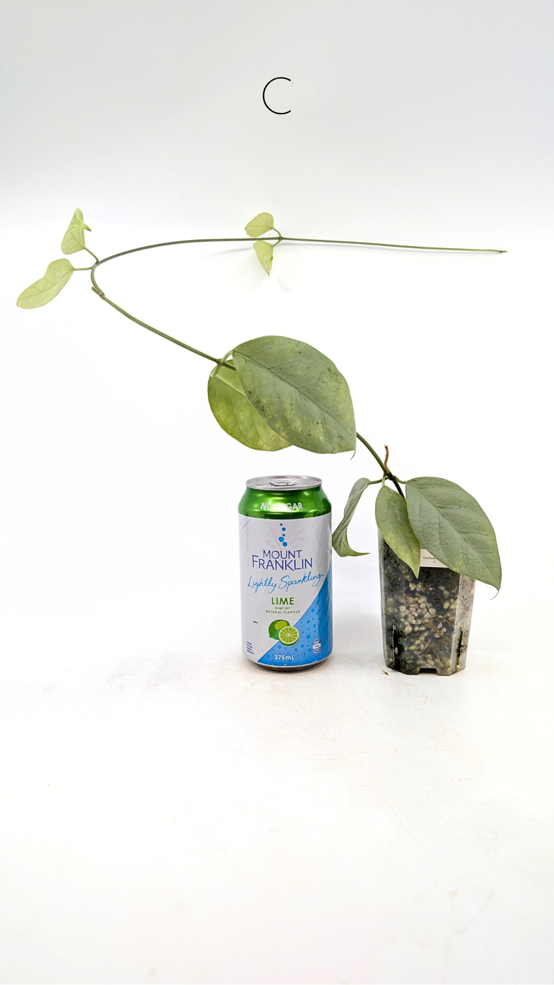 Rare waxplant Hoya Coriacea Silver available for sale at rare indoor plant shop The Leaf Gallery in Perth, Western Australia