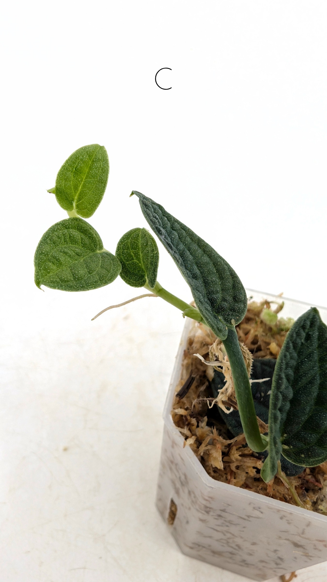 Rare Shingler plant Raphidophora Verstegii or Piper Clypeatum available at rare plant shop The Leaf Gallery in Perth, Western Australia