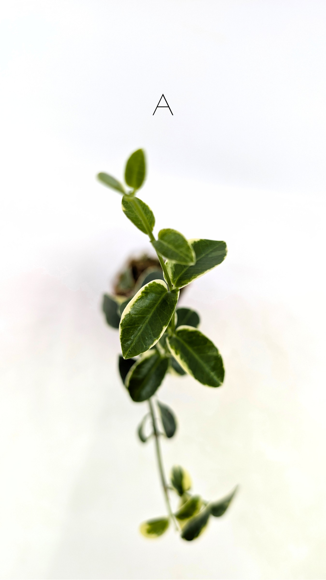 Rare waxplant Hoya Cumingiana Albo available for sale at rare indoor plant shop The Leaf Gallery in Perth, Western Australia