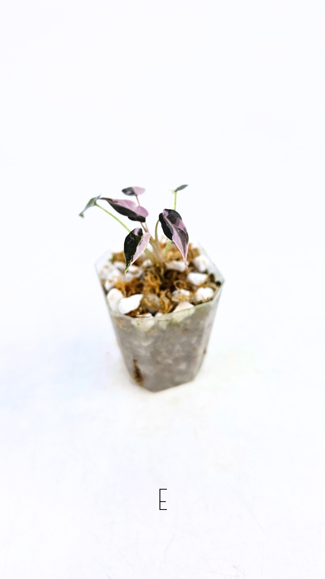 Rare indoor plant Alocasia Amazonica Bambino Pink TC plantlets available for sale at rare houseplant shop The Leaf Gallery in Perth, Western Australia
