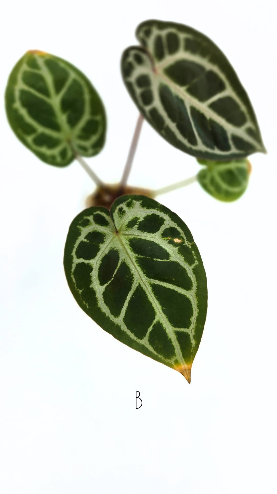 Rare anthurium hybrid Anthurium red dorayaki mutation with Anthurium Michelle by The Leaf Gallery in Perth, Western Australia