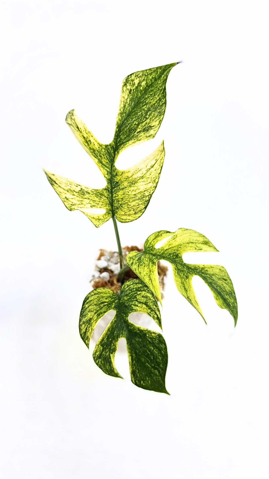 Rare indoor plant Raphidophora Tetrasperma Mint Varigated for sale by rare plant shop The Leaf Gallery in Perth, Western Australia